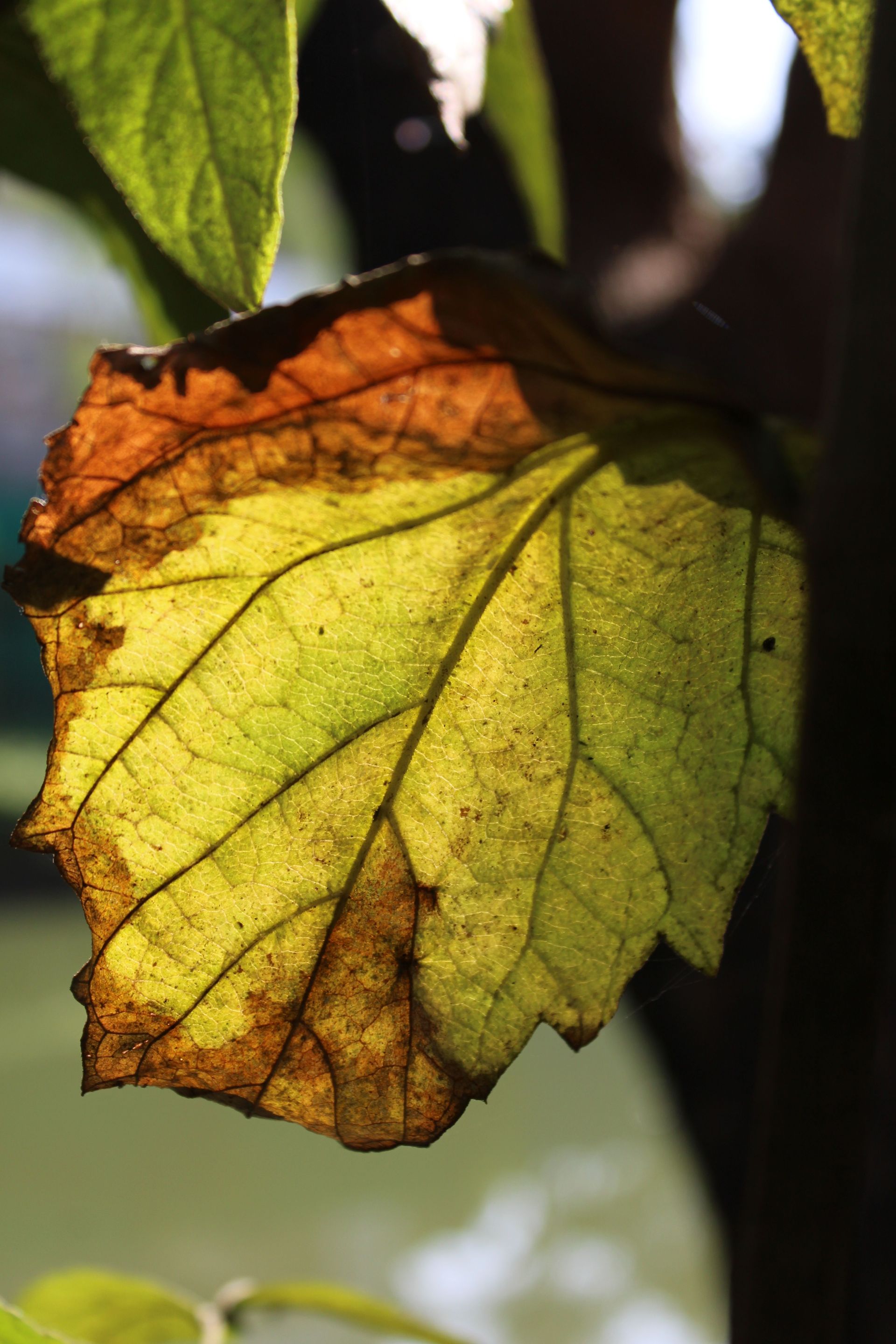 Yellow-green autumn leaf with brown edges and veins, backlit against a blurred background
