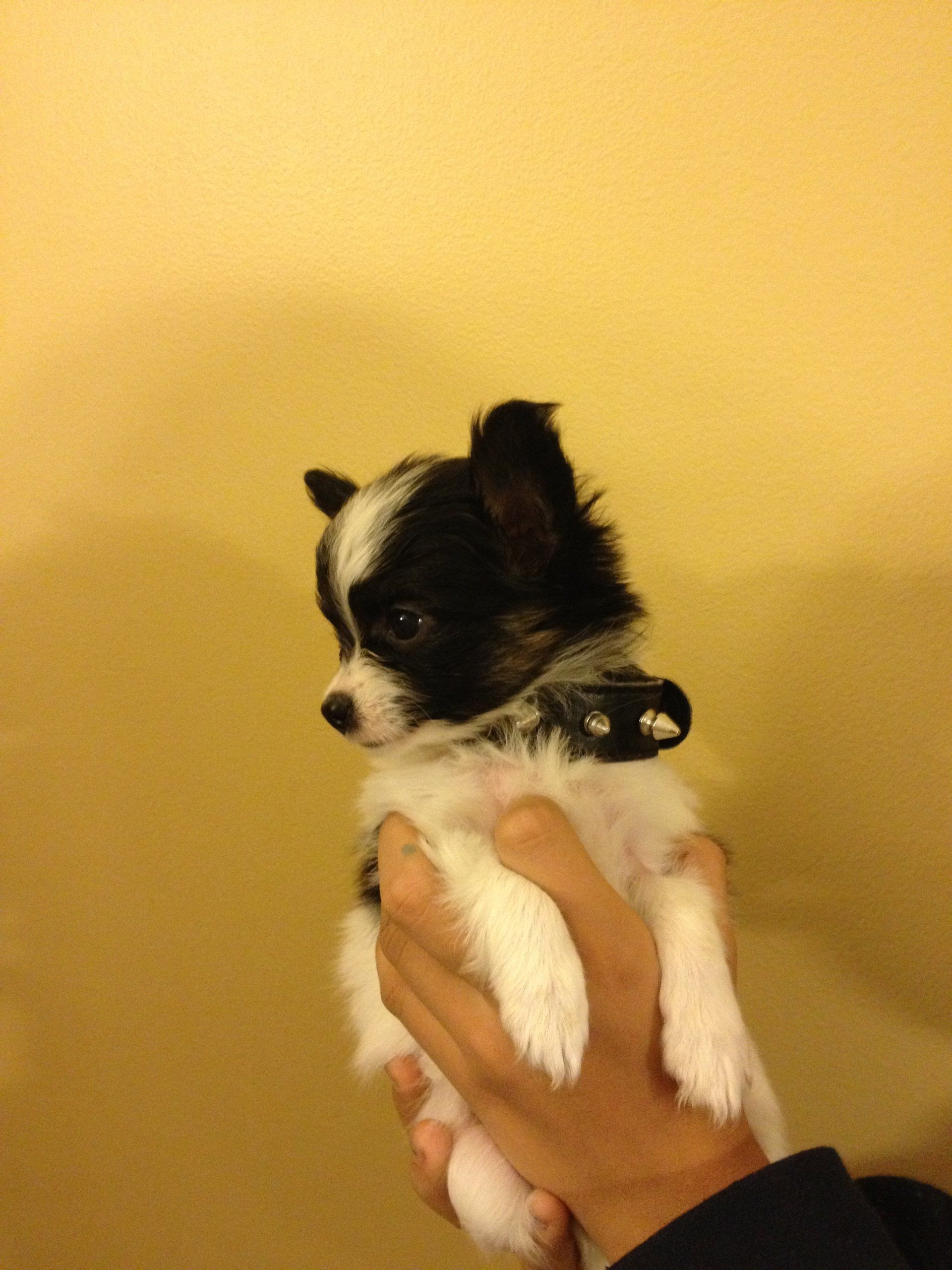 Papillon puppy