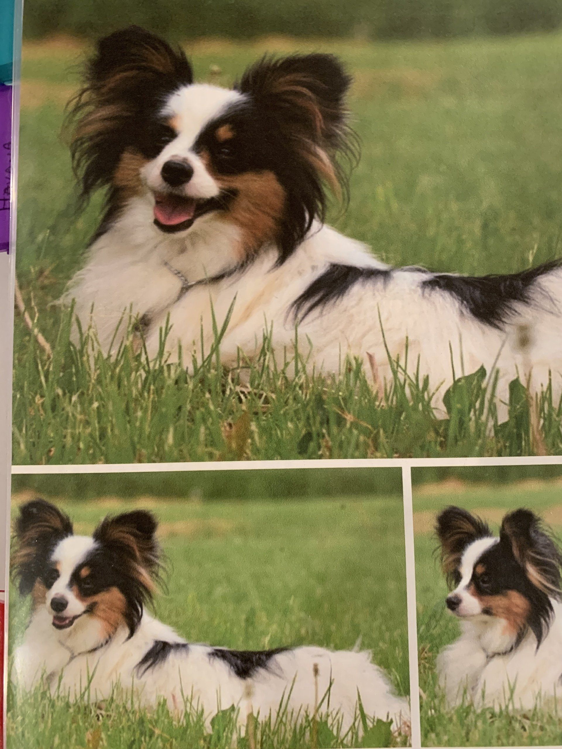 Papillon dog with black and white markings, resting on green grass, with a happy expression. Two smaller shots of the dog.