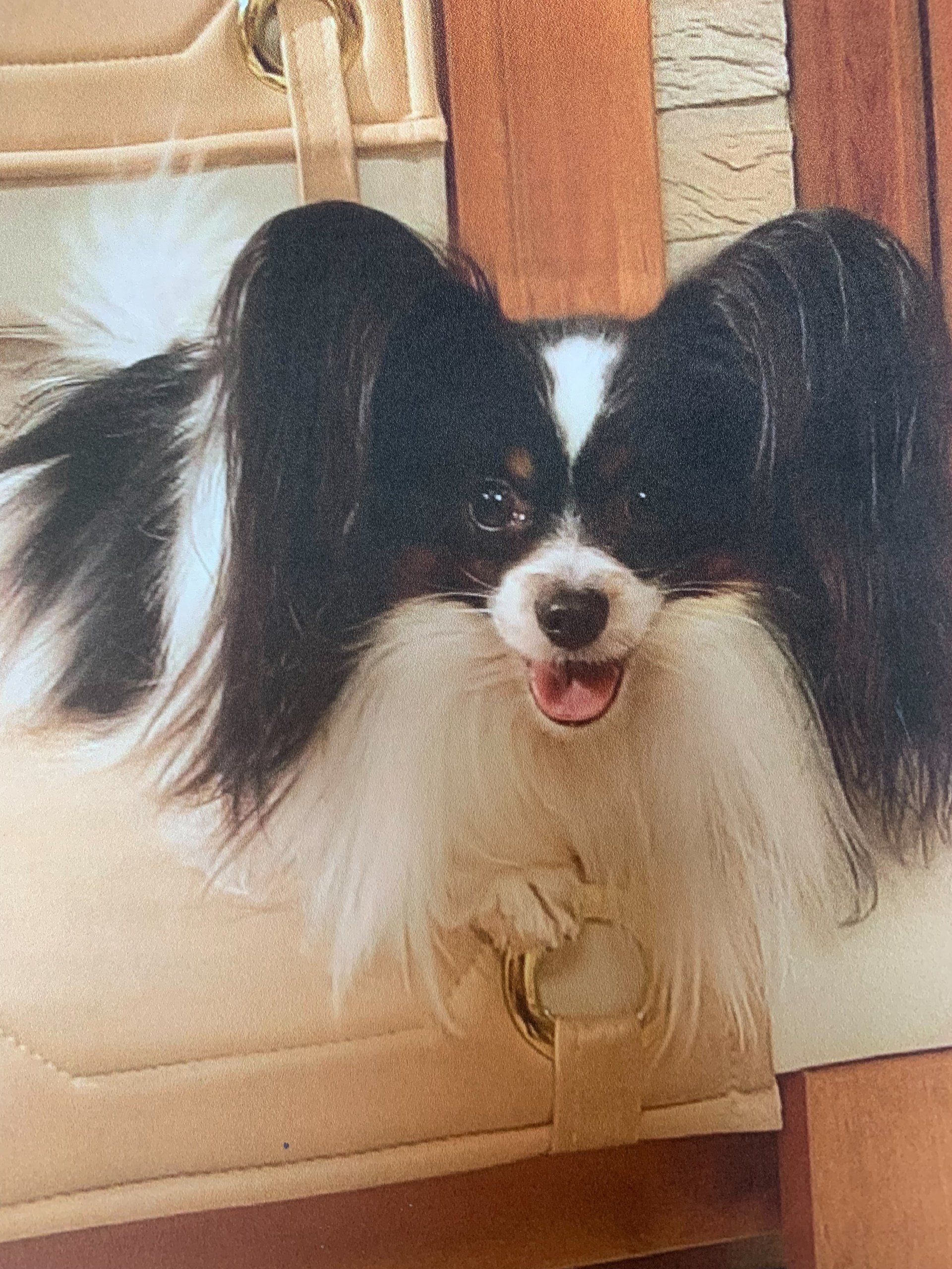 Papillon dog with black and white fur, peeking out of a tan bag, smiling with its tongue out.