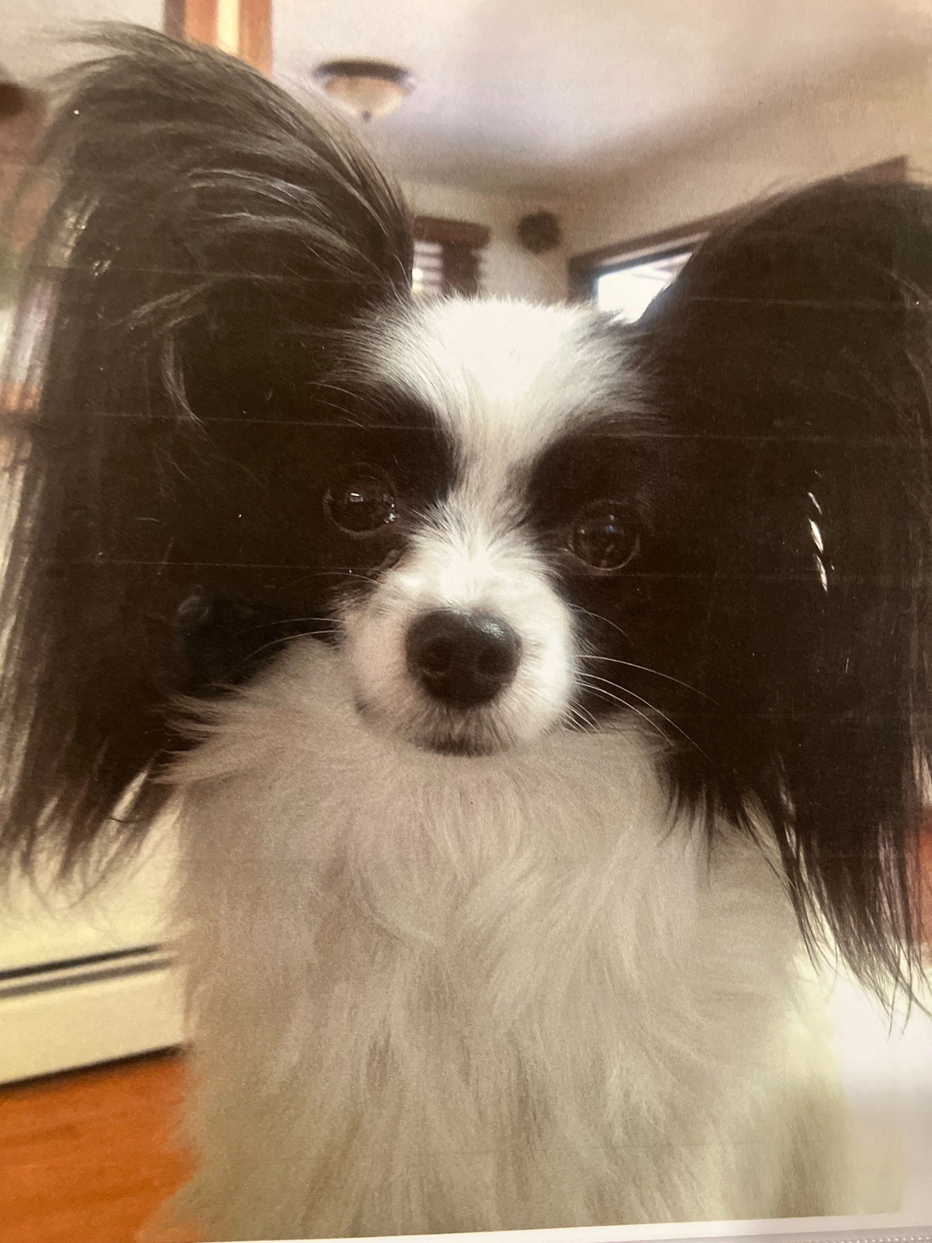 Close-up of a Papillon dog with black and white markings, large, erect ears, and a curious expression.