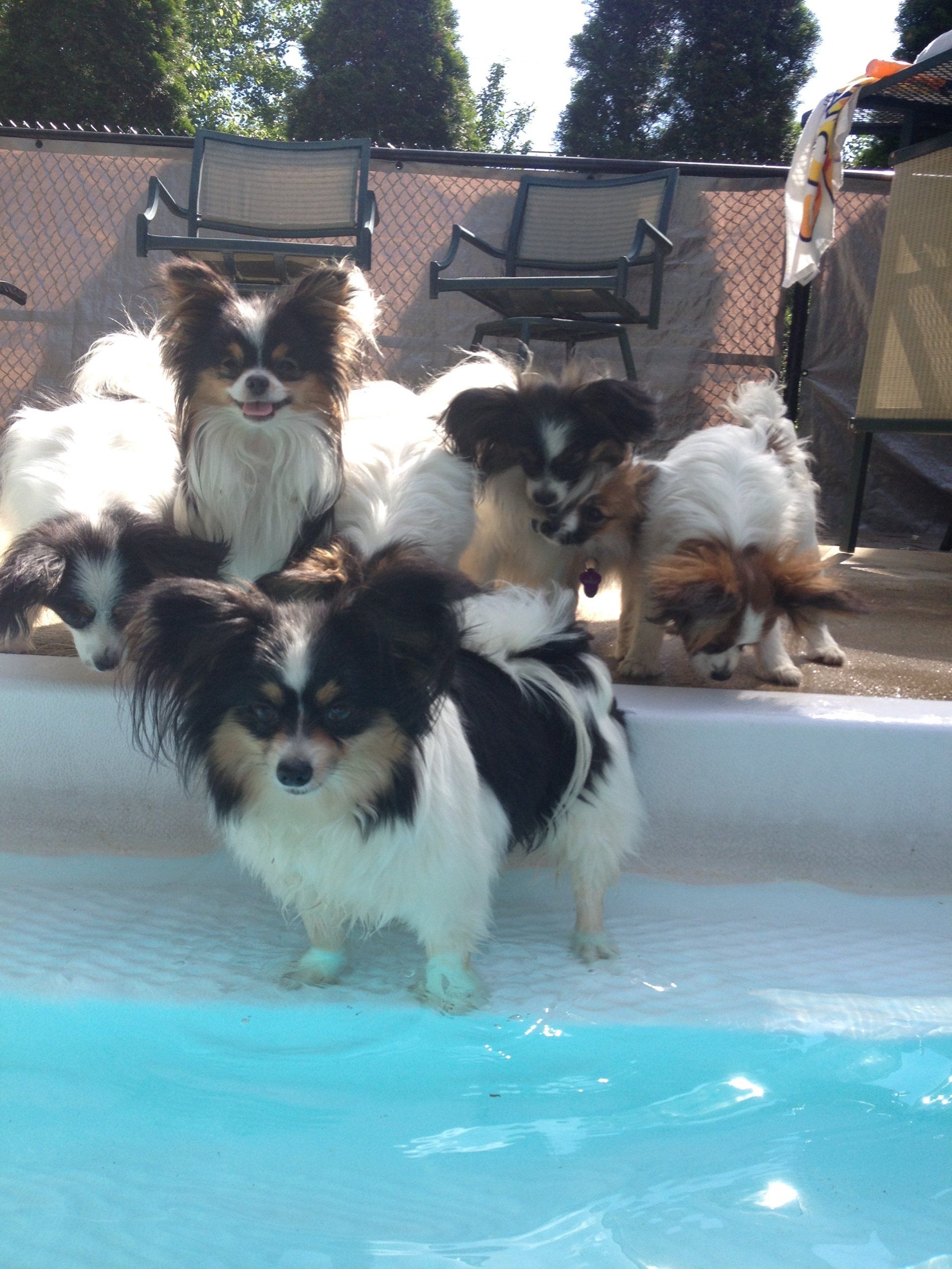 Papillons in a pool