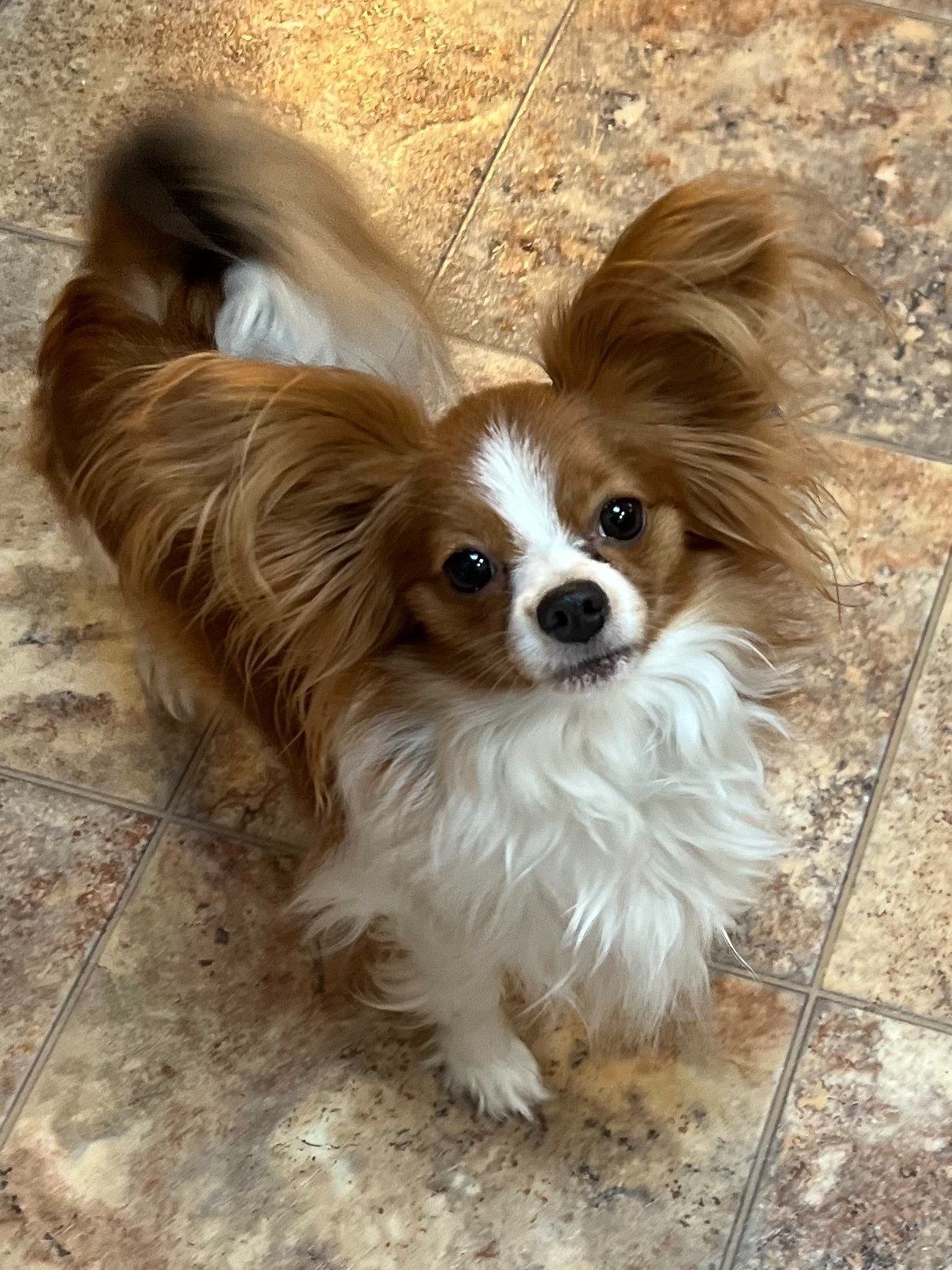 Papillon dog with tan and white fur, floppy ears, and a curious expression, standing on a tiled floor.