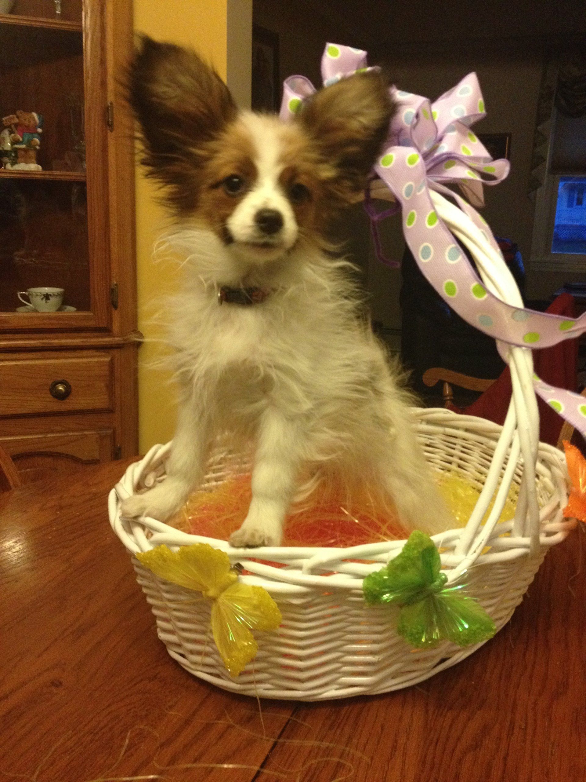 Papillon puppy in a basket