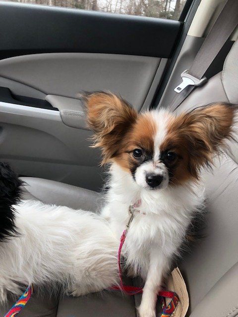Papillon dog with long, fringed ears and a tri-color coat sits in a car seat, looking forward with a curious expression.
