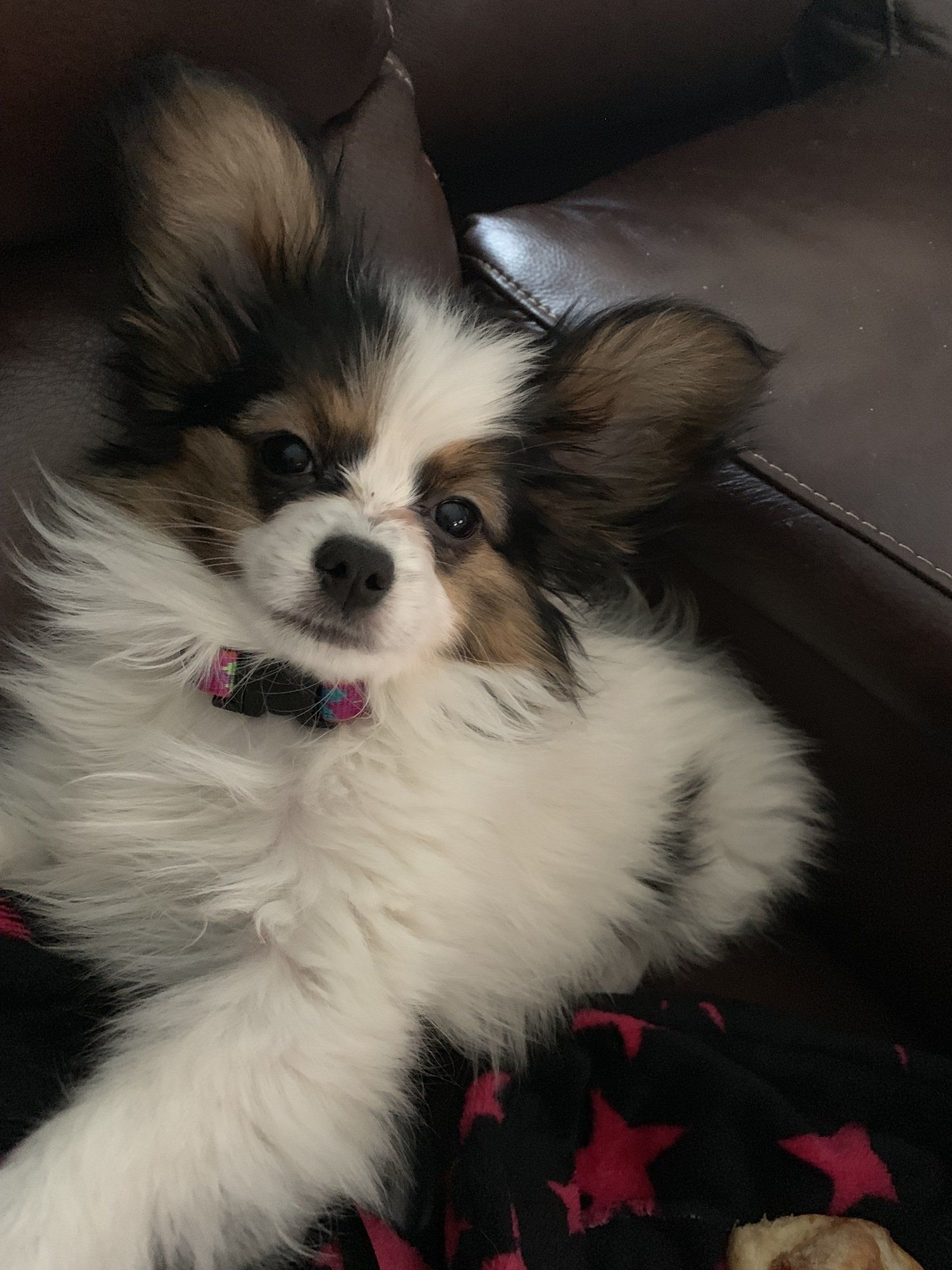 A small, fluffy Papillon puppy with brown and white fur, wearing a pink collar, rests on a dark blanket.