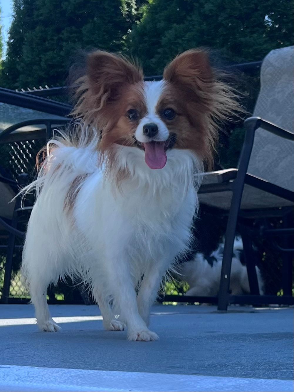 Papillon dog with brown and white fur, smiling, standing outside on a patio.