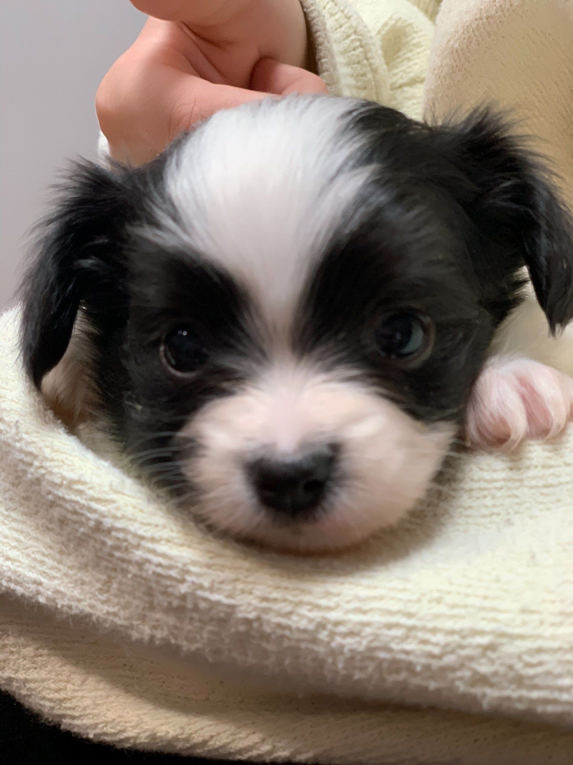 Black and white puppy peeking out from a light-colored blanket, looking directly at the viewer.