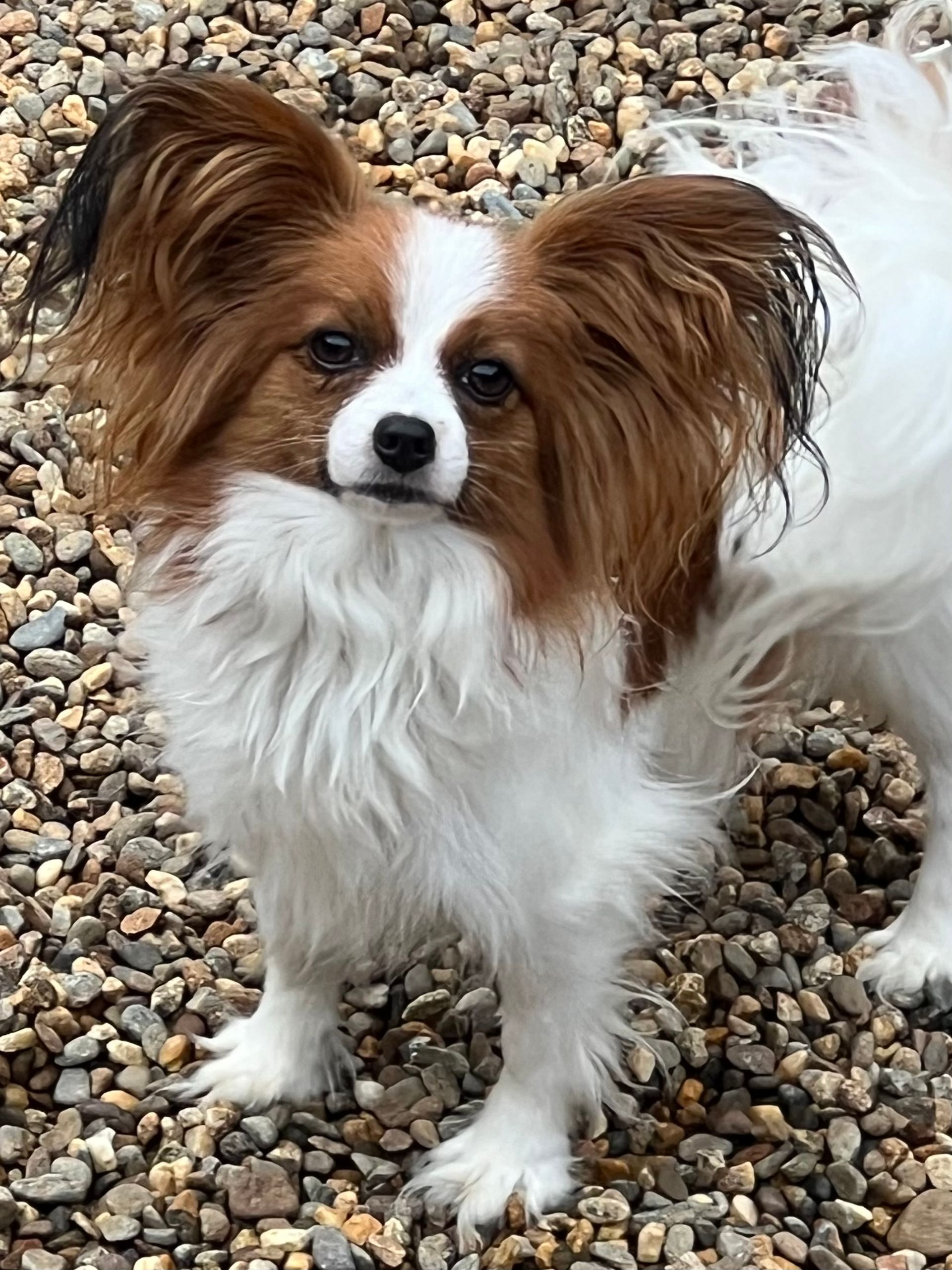 Papillon dog with brown and white fur, standing on gravel, looking at the viewer.