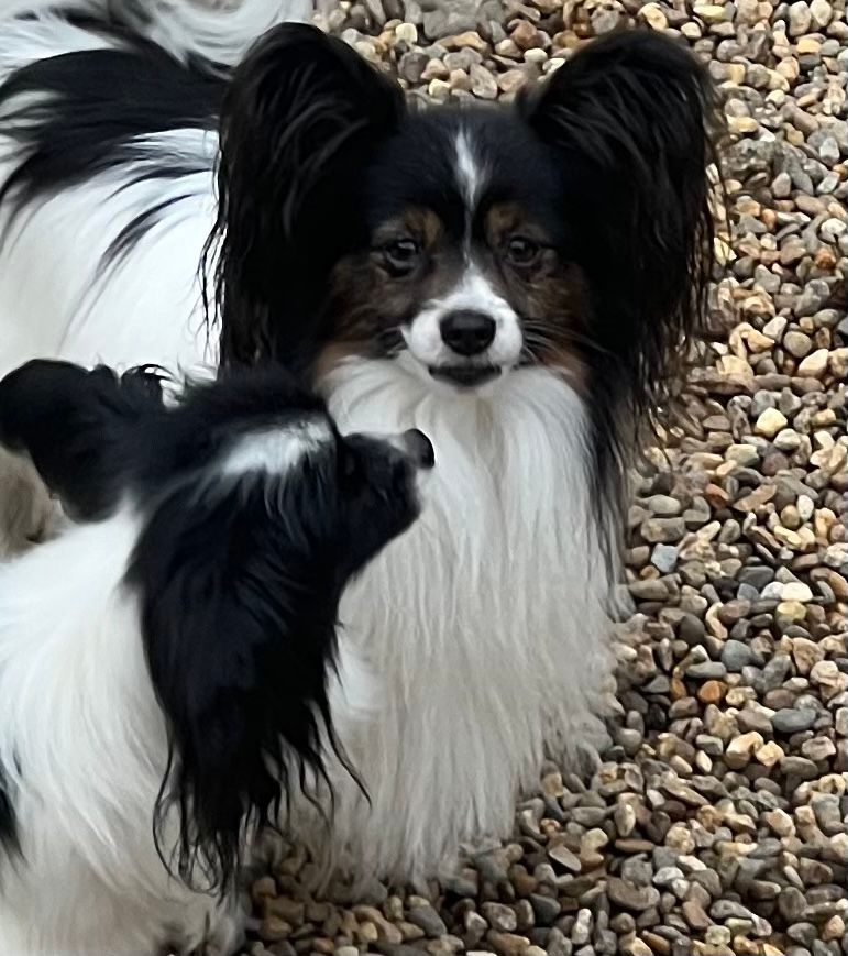 Two Papillon dogs, one looking at the other. Black and white fur; outdoor setting with pebbles.