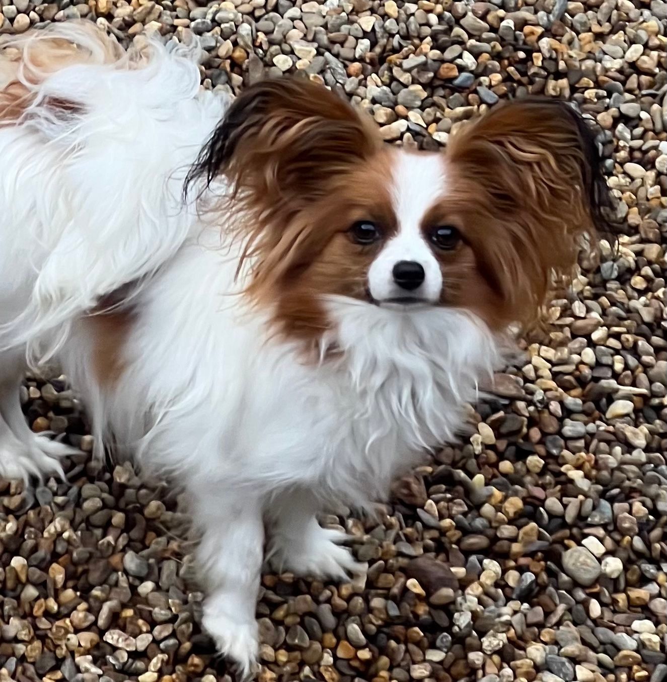 Papillon dog with white, brown, and black fur, standing on small pebbles and looking at the viewer.
