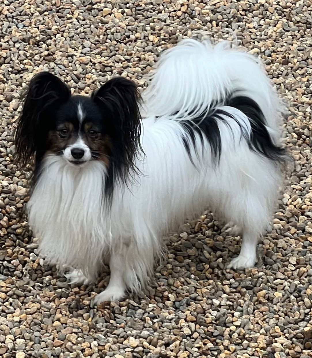 Papillon dog with black and white markings, standing on gravel.