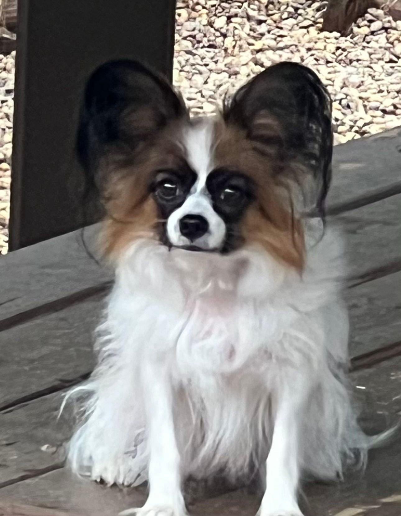 Papillon dog with large, erect ears, standing on a wooden picnic table, with another dog in the background.