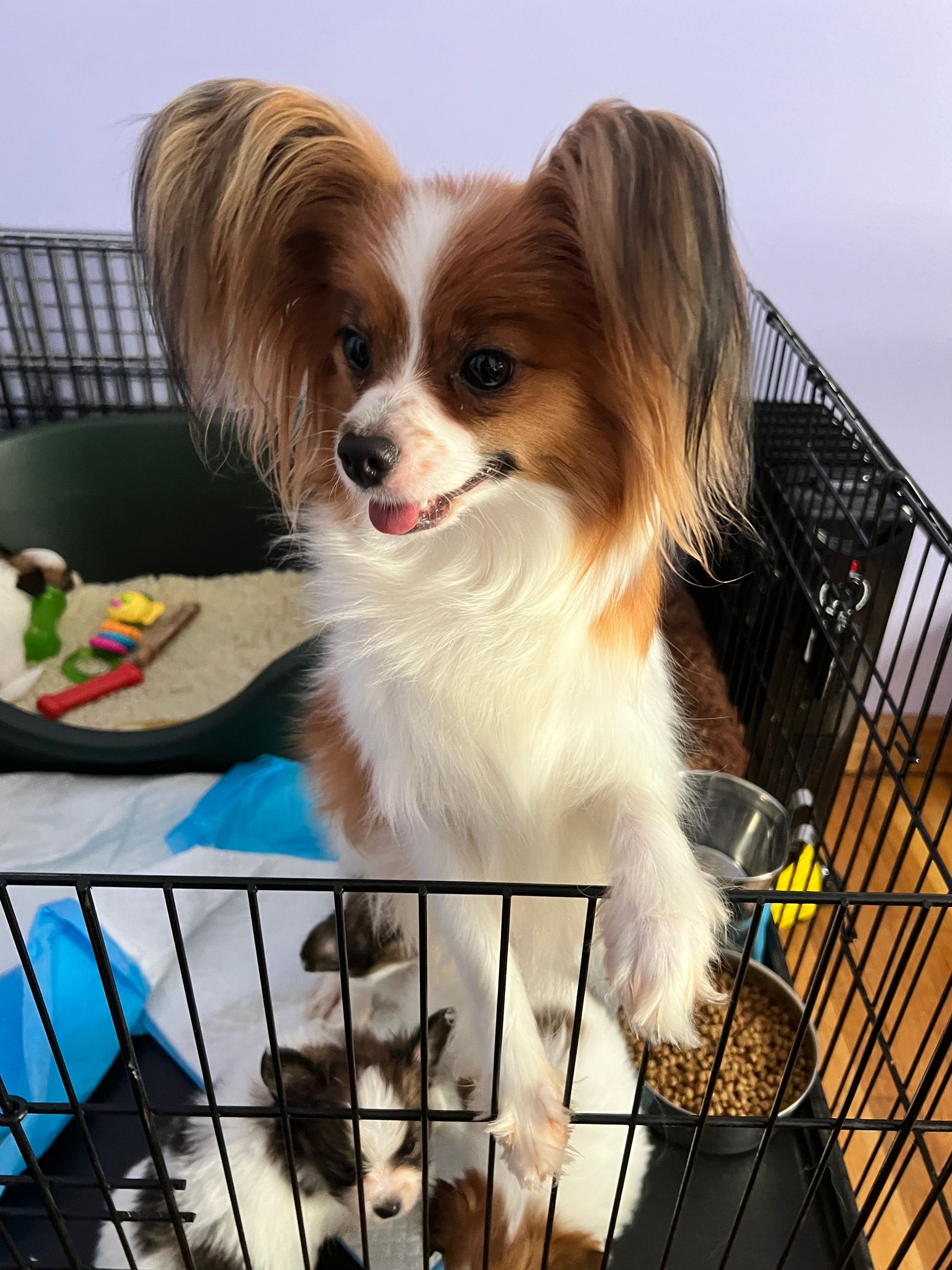 Papillon dog with two puppies in a crate, looking at the camera.