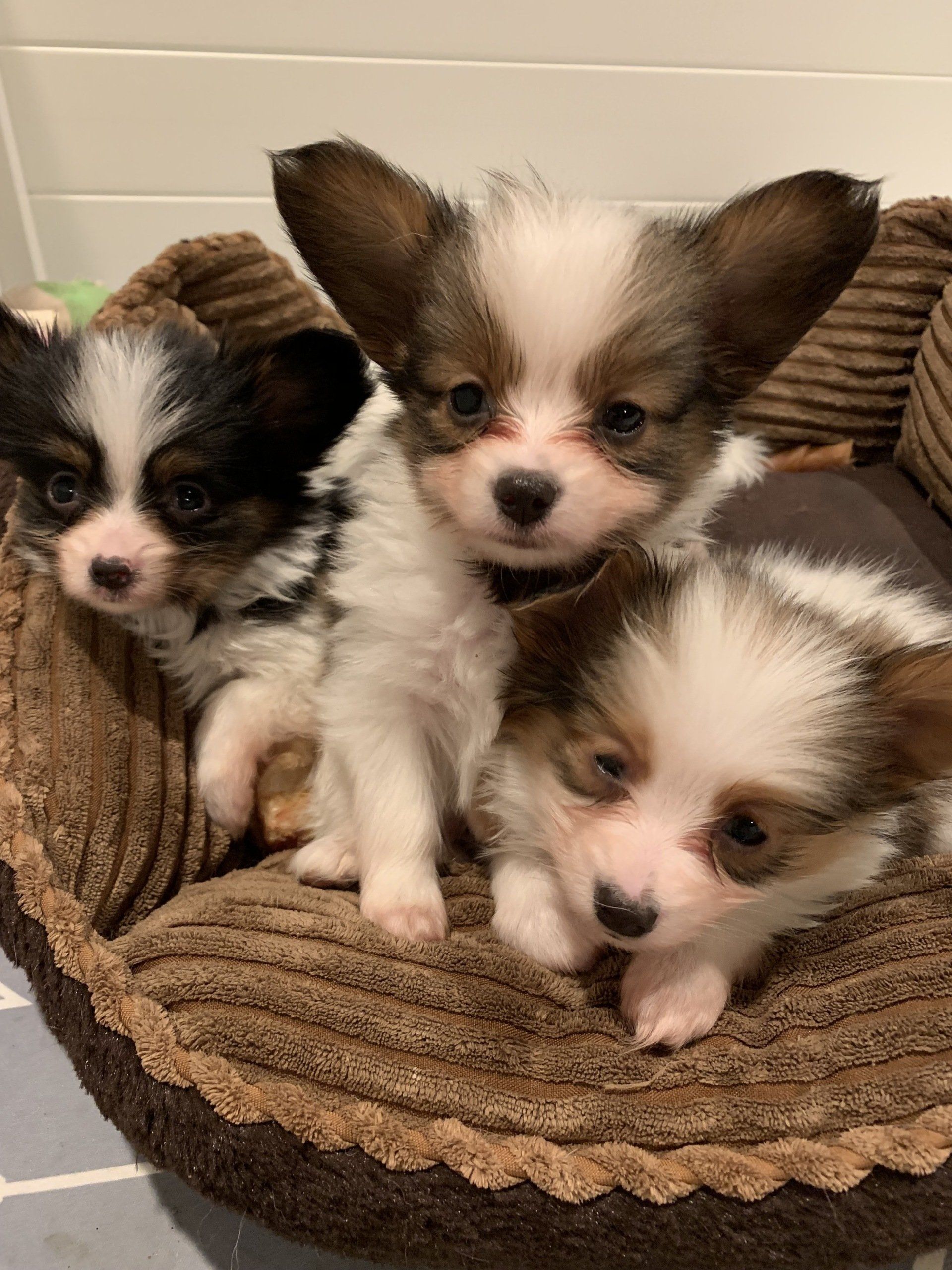 Three small Papillon puppies with white and brown markings nestled in a brown dog bed.