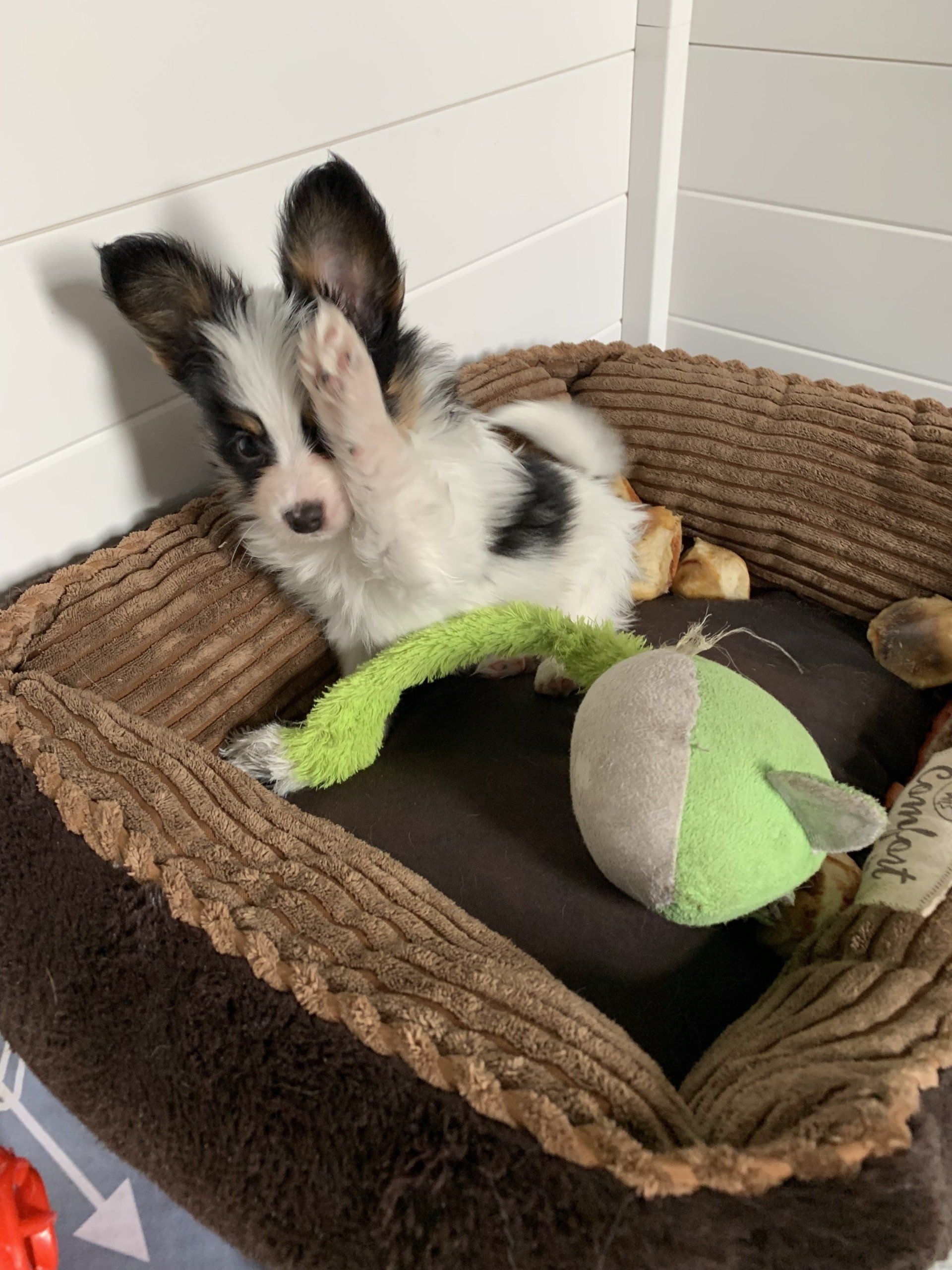 Puppy with black and white markings in a brown bed, raising a paw with green toy.