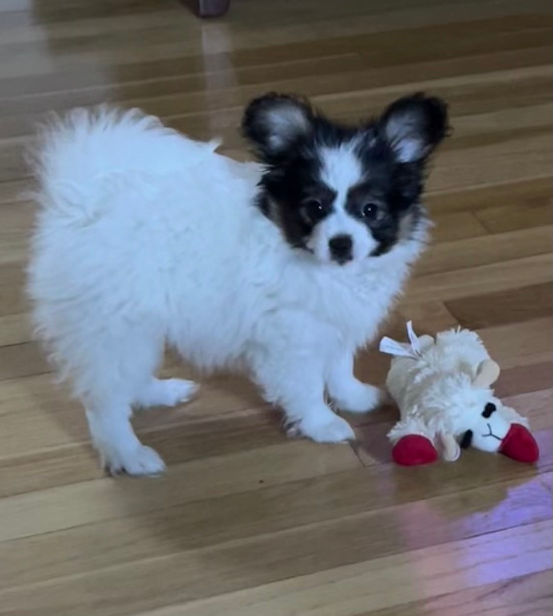 Small, fluffy, white and black dog with upright ears standing next to a stuffed animal on a wood floor.