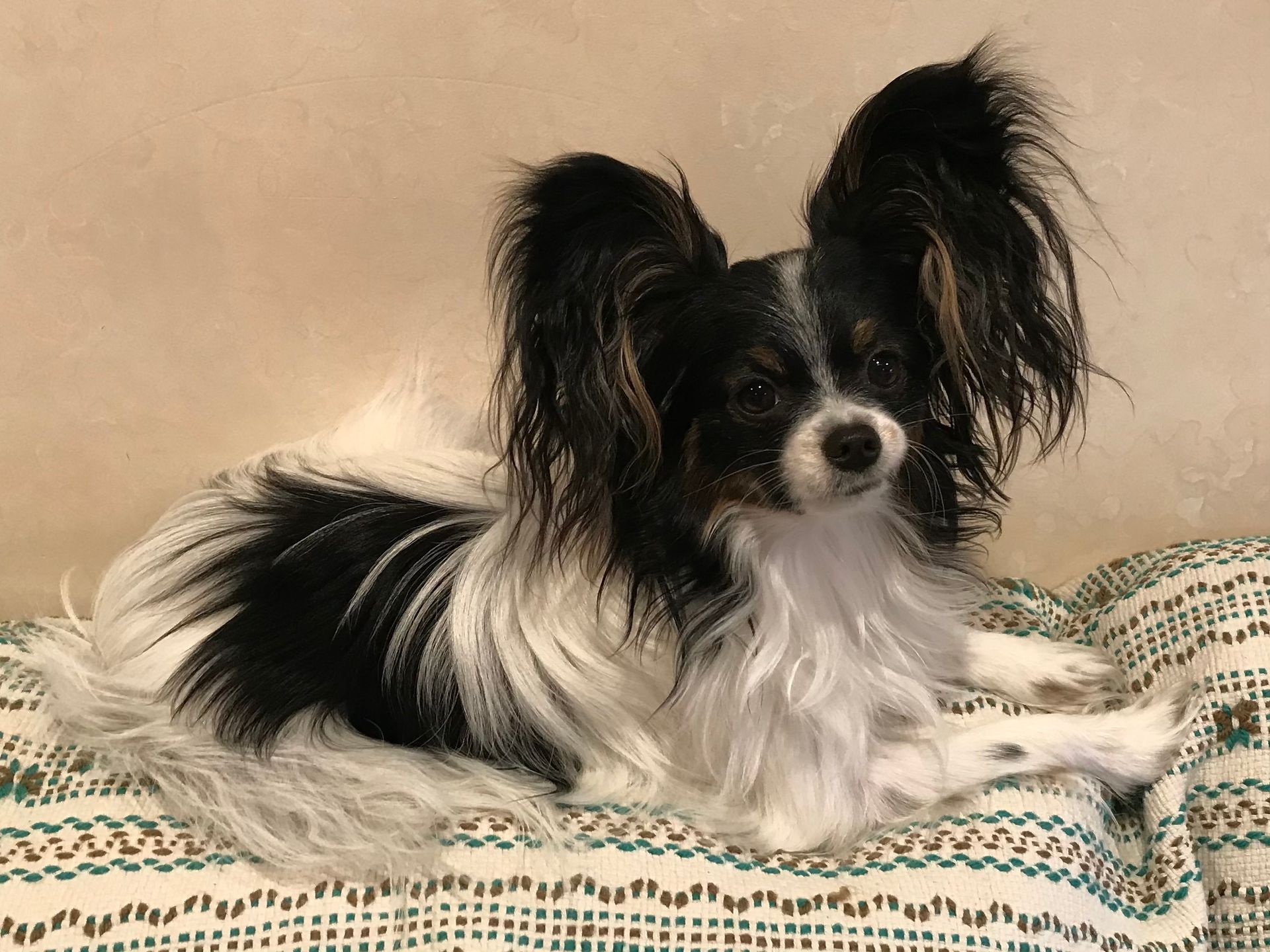 Papillon dog, black and white fur, large upright ears, lying on a patterned cushion.