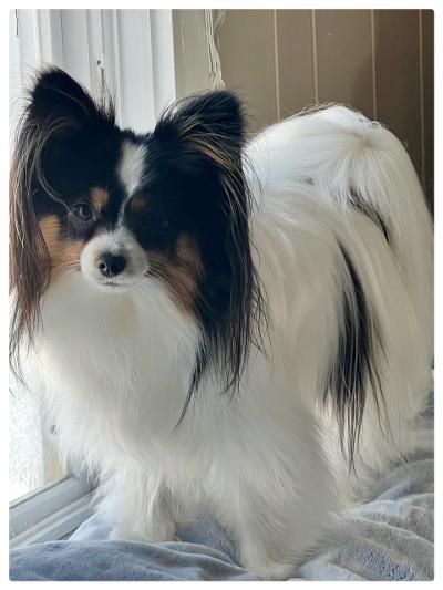 Papillon dog with black and white fur, looking left, standing on a white surface by a window.