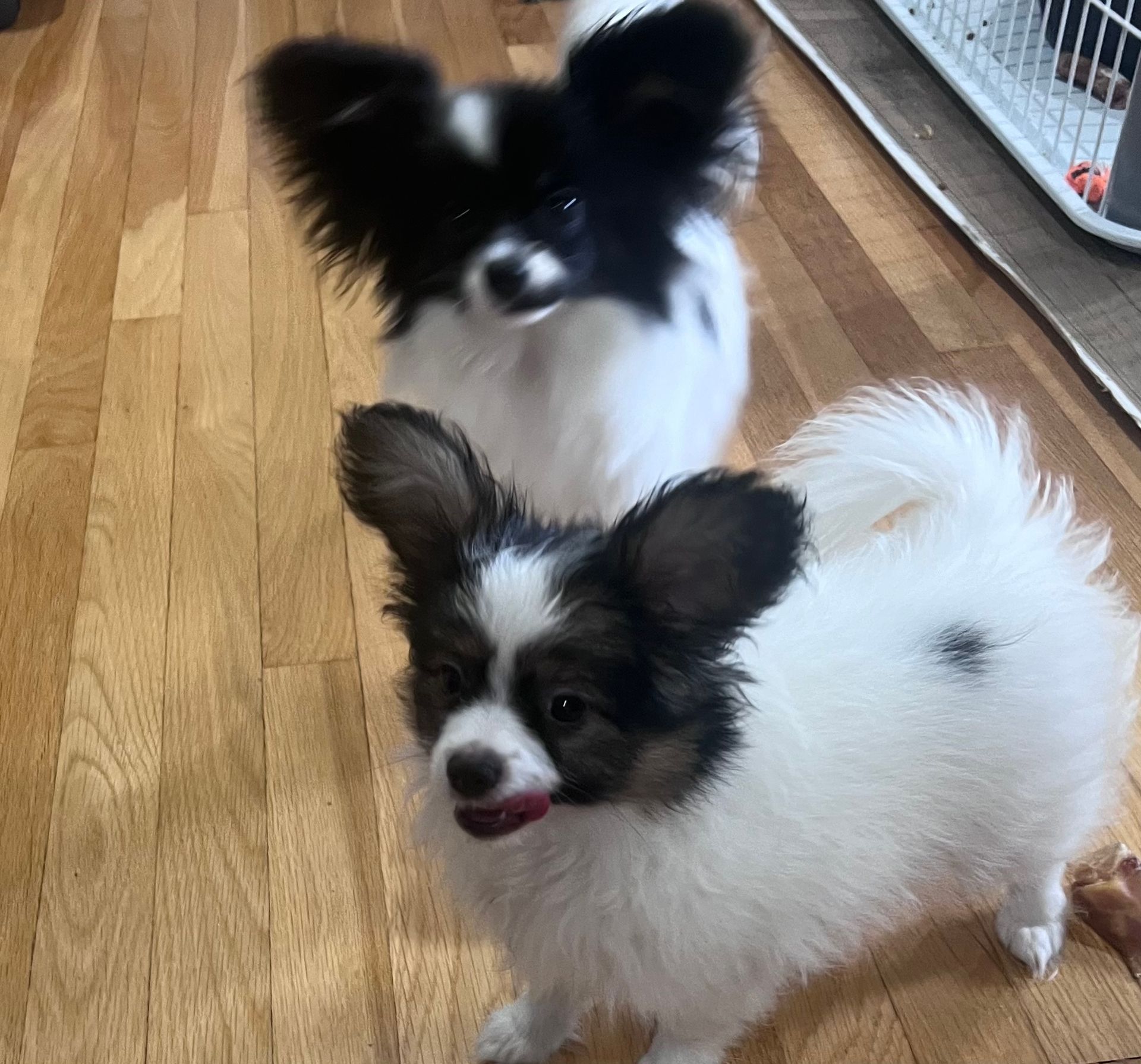 Two Papillon dogs on a wooden floor, one in front with tongue out, the other in background