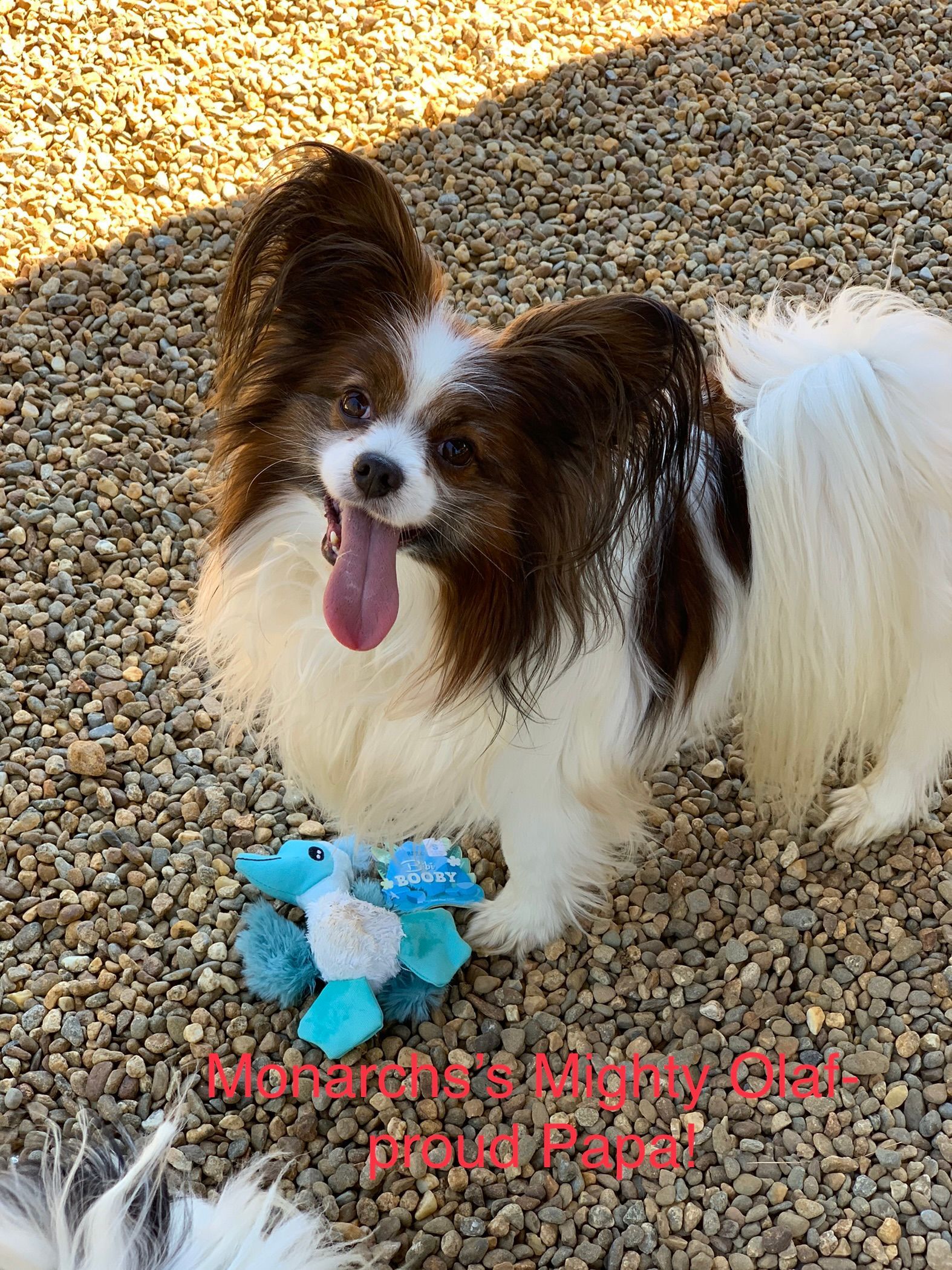 Papillon dog with brown and white fur, tongue out, holding a blue toy, outside.