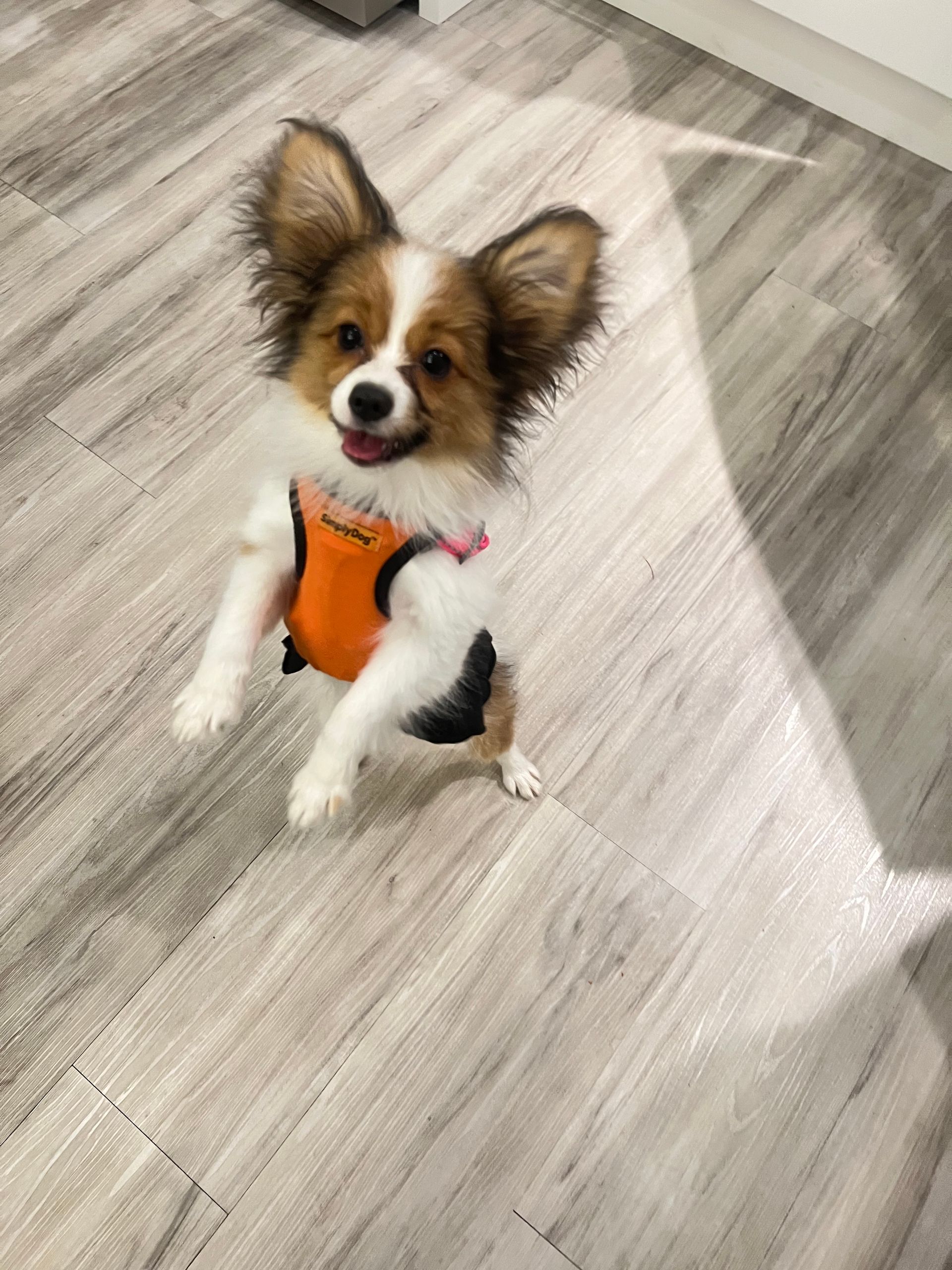 Small, happy Papillon dog wearing an orange harness, standing on hind legs on wood-look floor.