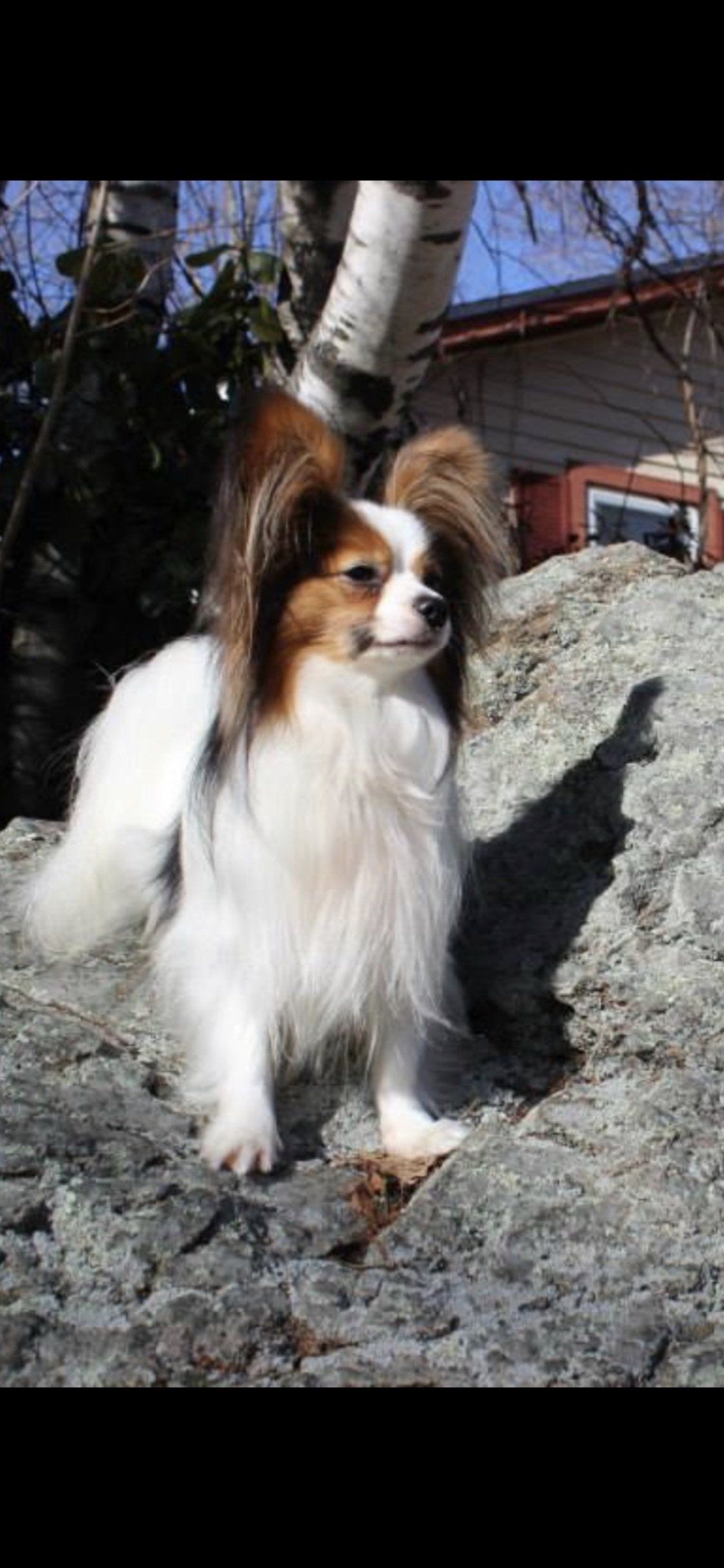 A Papillon dog with brown, white, and black fur standing on a gray rock with a building and trees in the background.