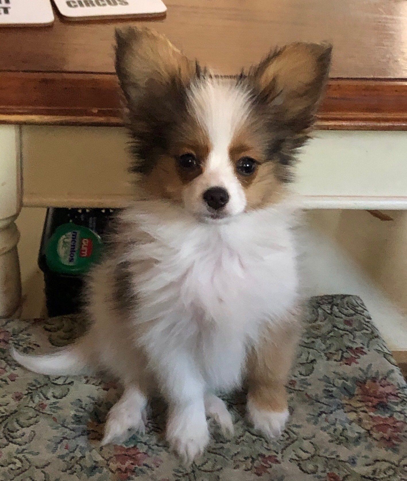 Papillon puppy with brown and white fur sits attentively on floral-patterned cushion, under a wooden table.