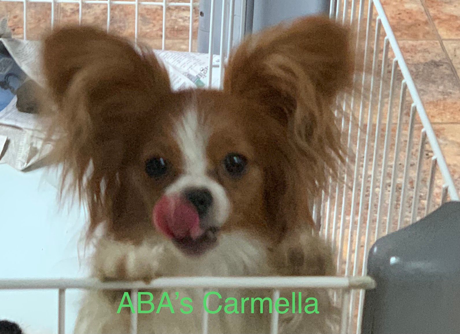 A small, white and brown Papillon dog sits indoors, facing the camera with alert ears.
