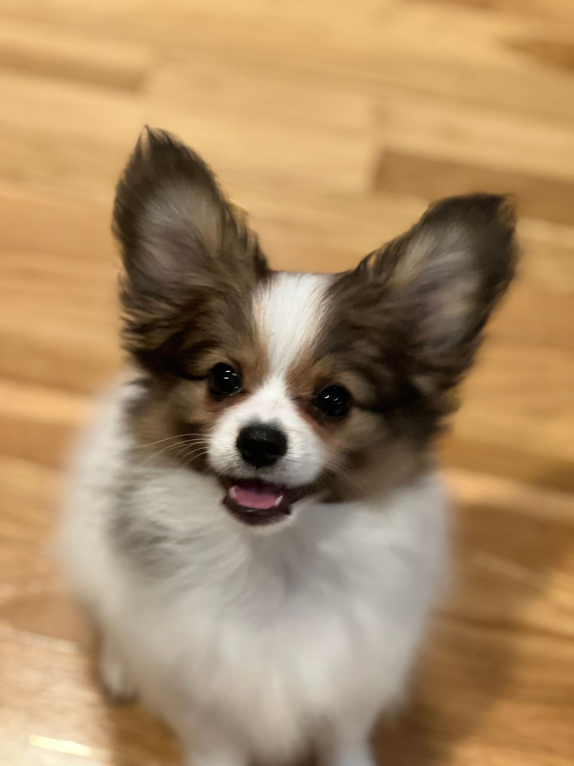 Papillon dog with large, erect ears, white and brown fur, pink tongue, and smiling expression.