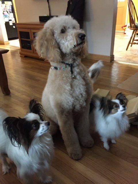 Papillons and Golden Doodle