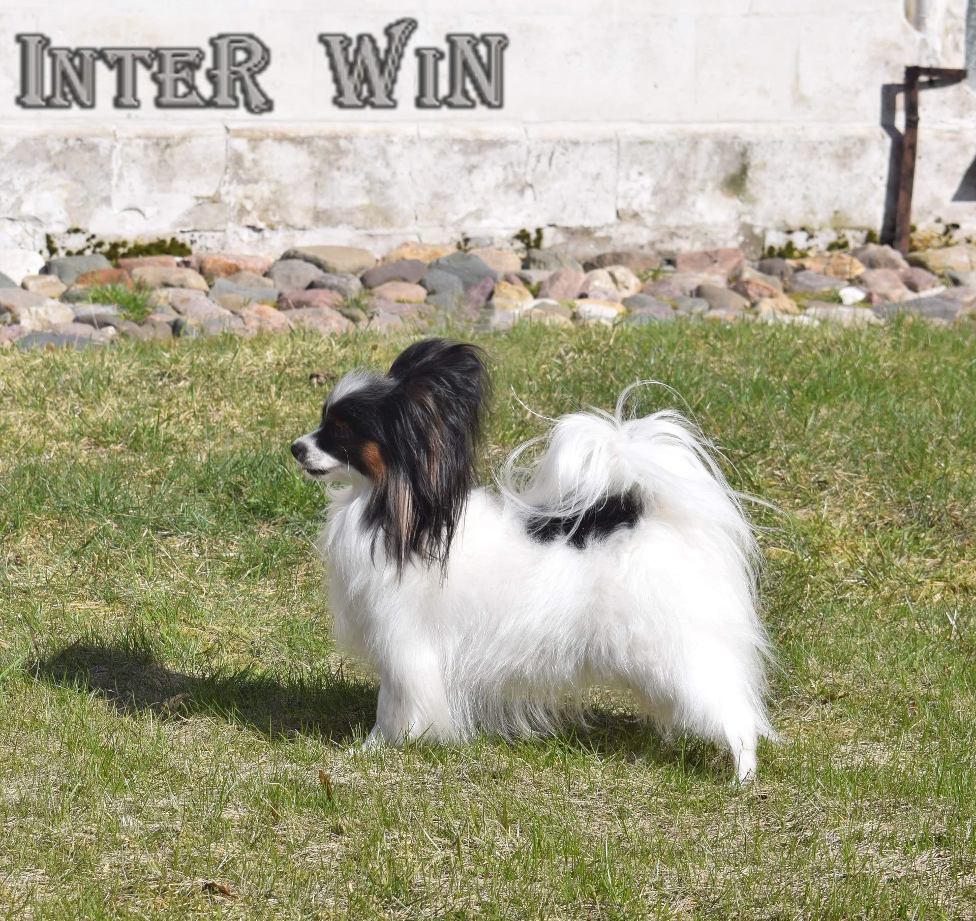 Papillon dog with black and white fur stands on grass, near rocks and a building.