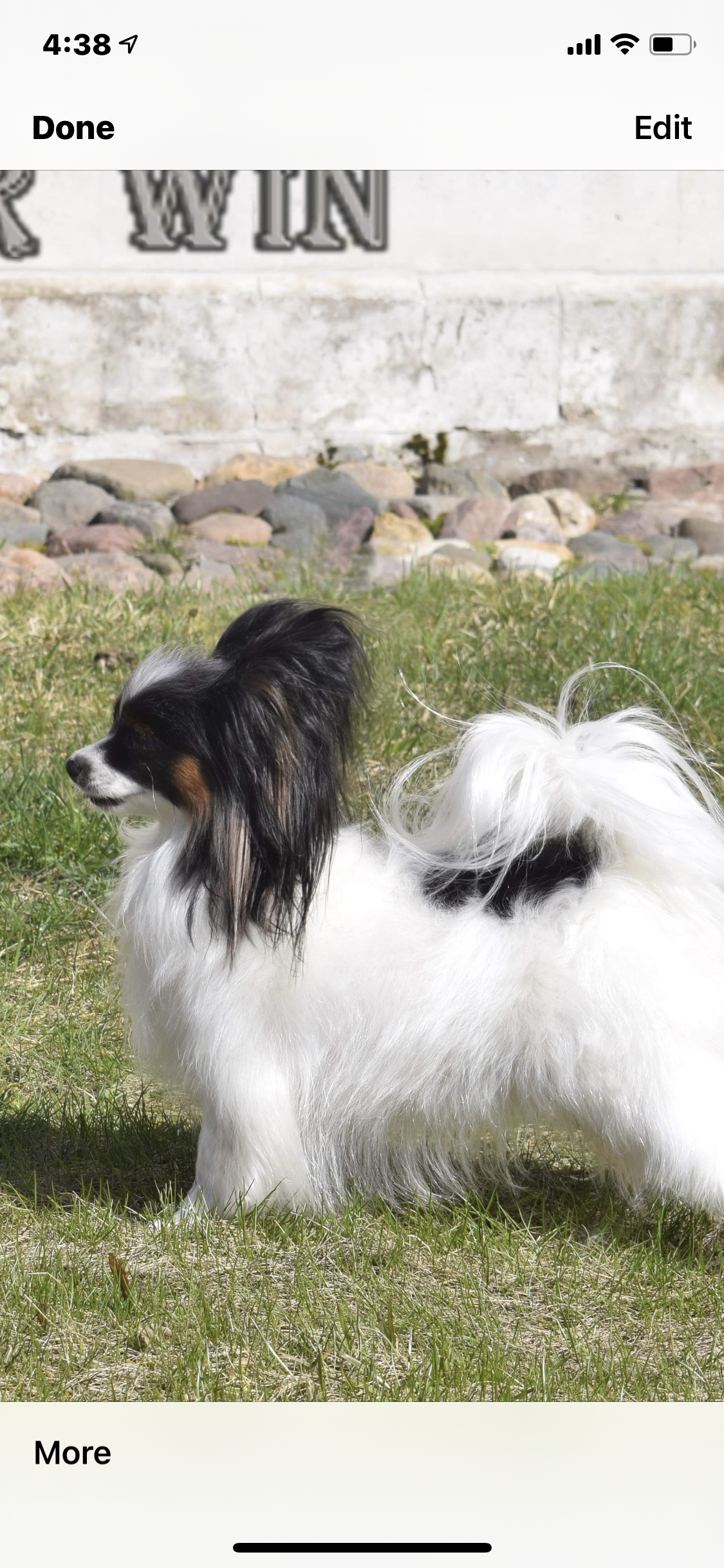 A tri-colored Papillon dog stands on green grass, with a backdrop of rocks and a stone wall.