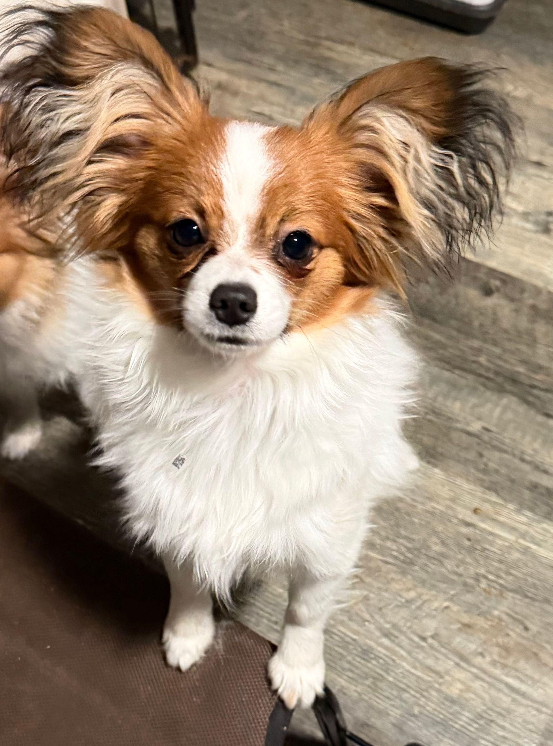 Papillon dog with large, erect ears; brown and white fur; looking directly at the viewer.