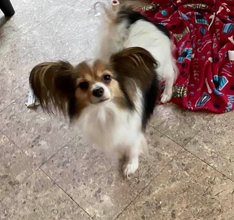 Papillon dog with floppy ears looking up, standing on a tiled floor near a red blanket.