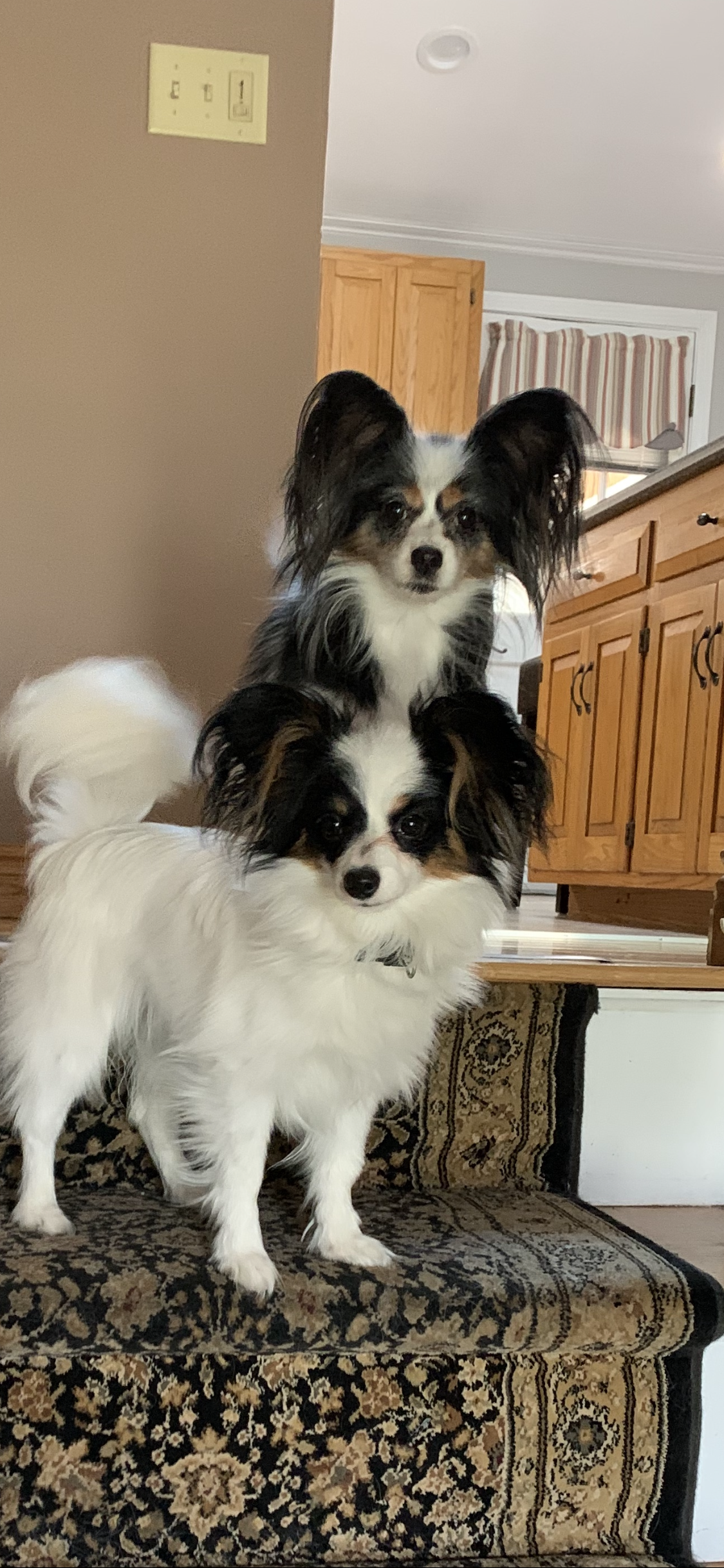 Two Papillon dogs on carpeted stairs. One sits on top of the other. The dogs are white, black, and brown. 