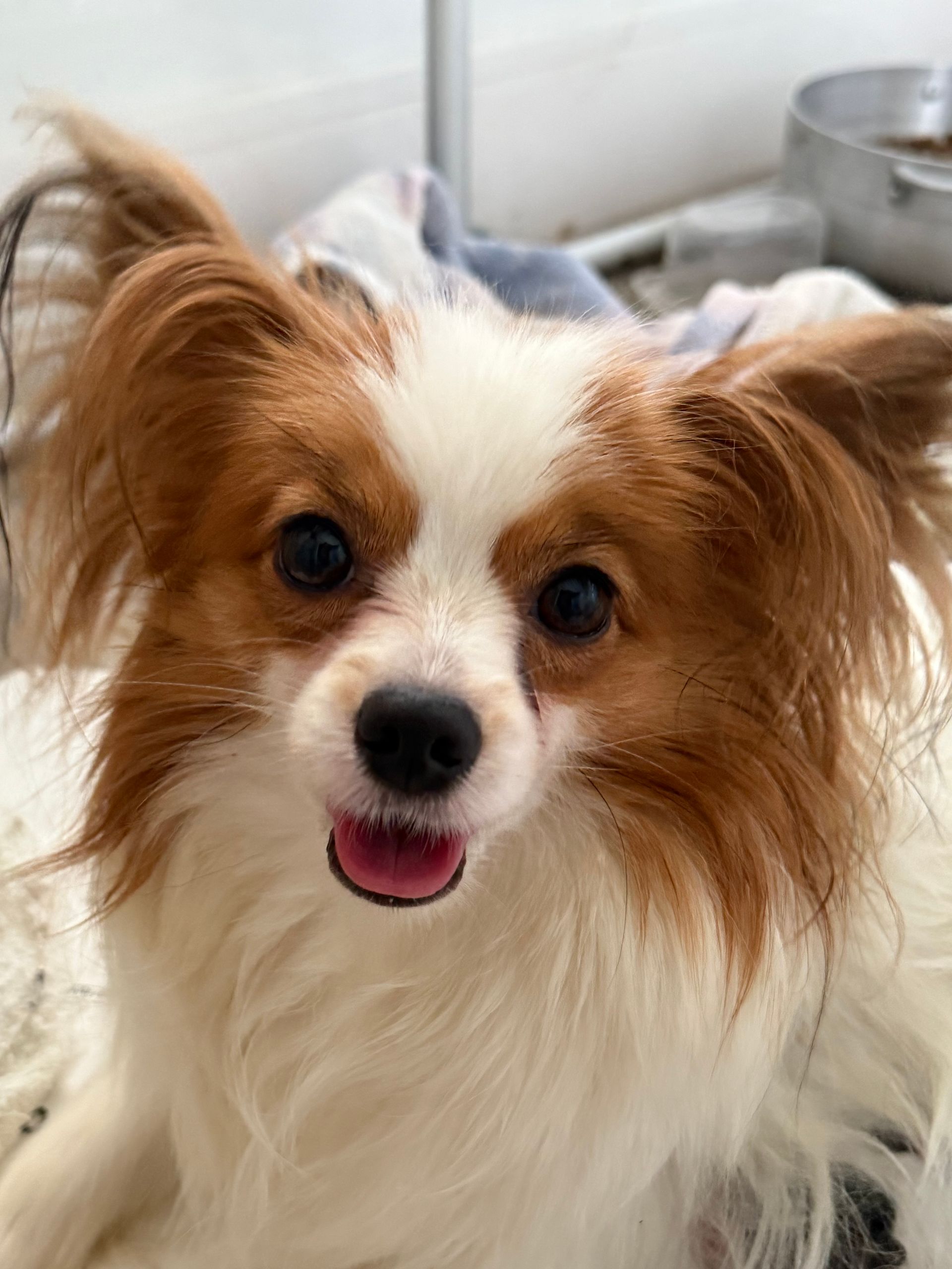 Smiling Papillon dog with white and brown fur.