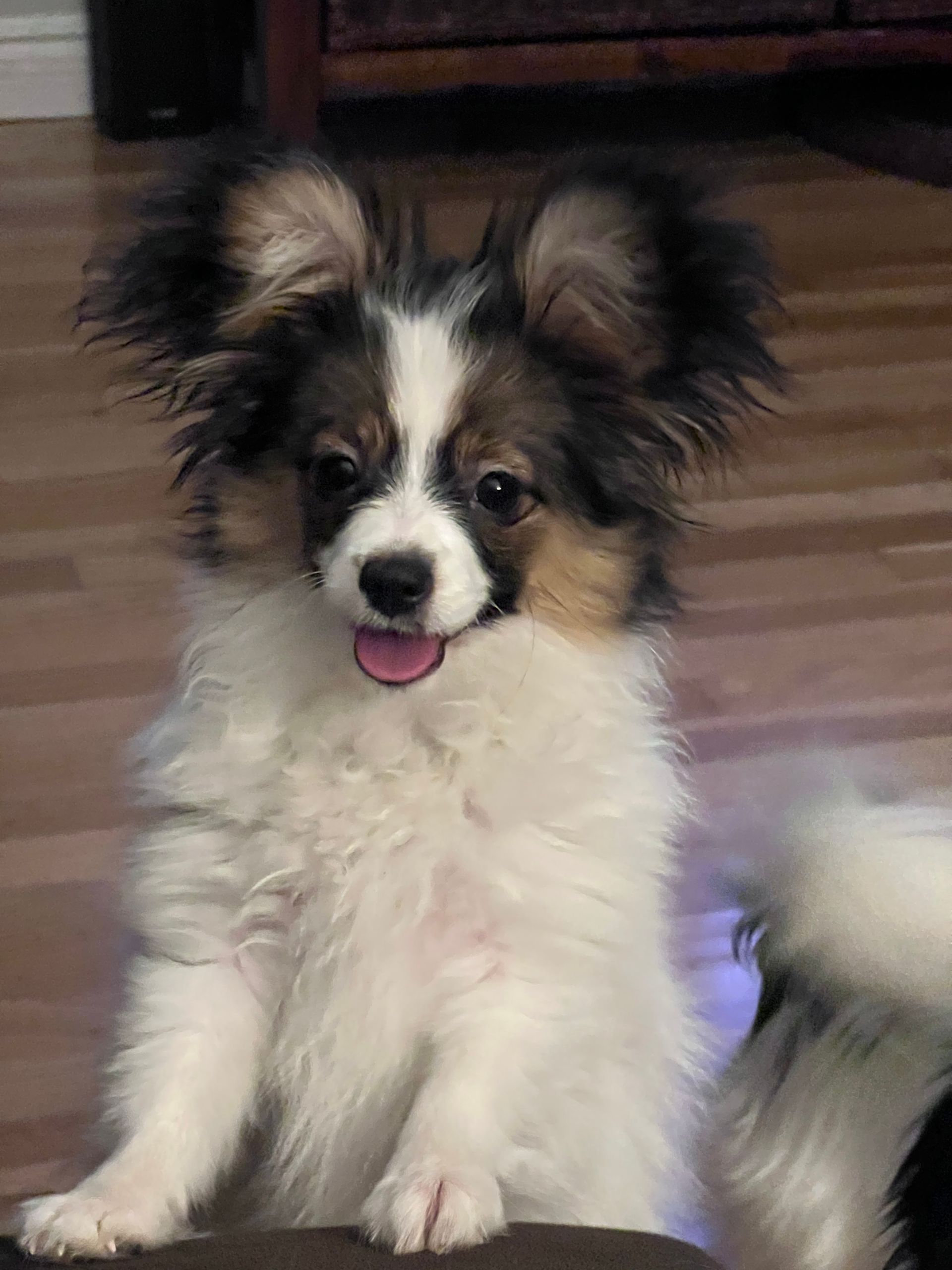 Papillon dog with black, white, and tan markings, sitting, pink tongue out.