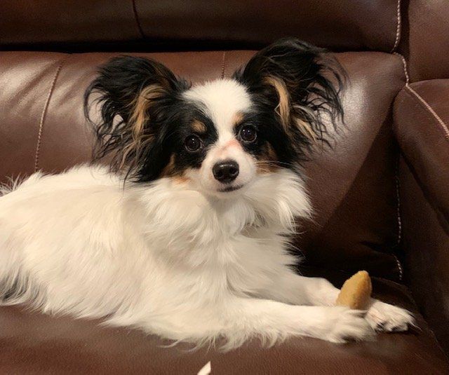 Papillon dog with black, white, and tan markings, lying on a brown leather couch, looking at the camera.