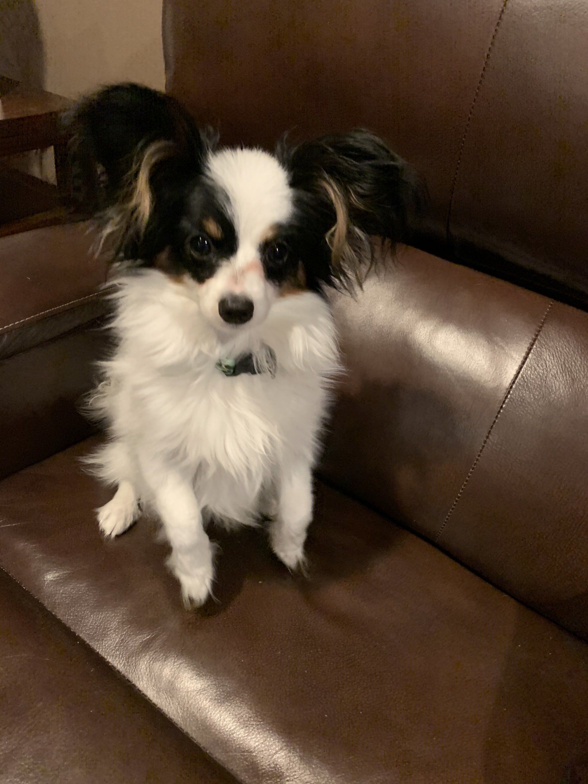 A small, black, and white Papillon dog sits on a brown leather couch, looking at the camera.