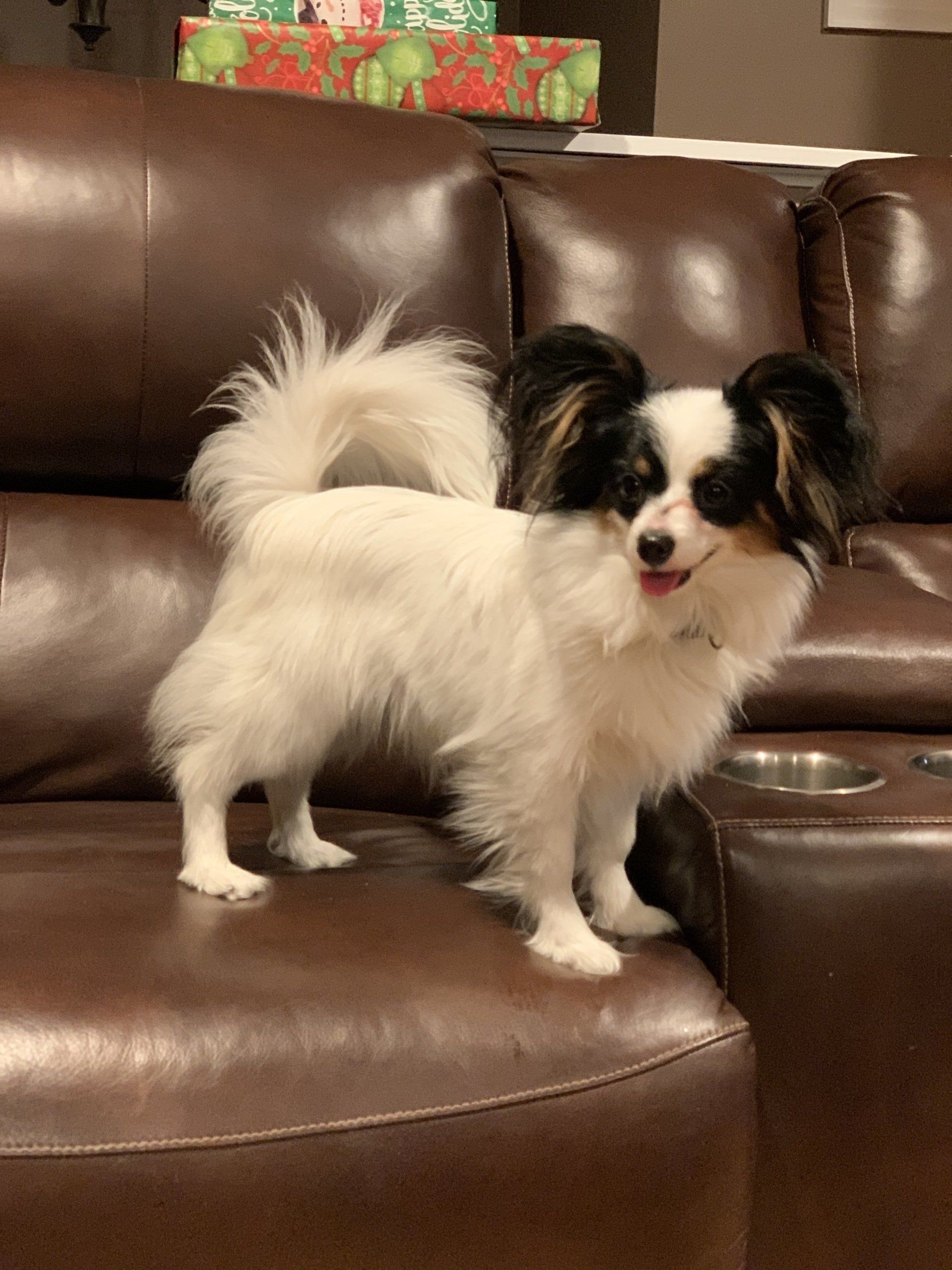 A small, white and black Papillon dog standing on a brown leather couch, looking at the viewer.