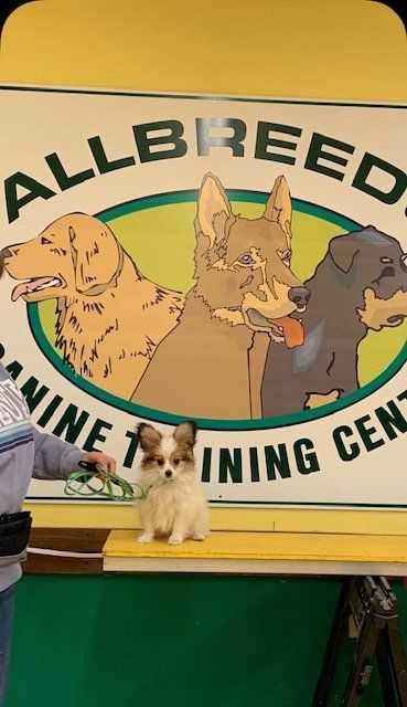 Small dog sitting on a bench in front of a sign for All Breed Canine Training Center; a person holds the leash.