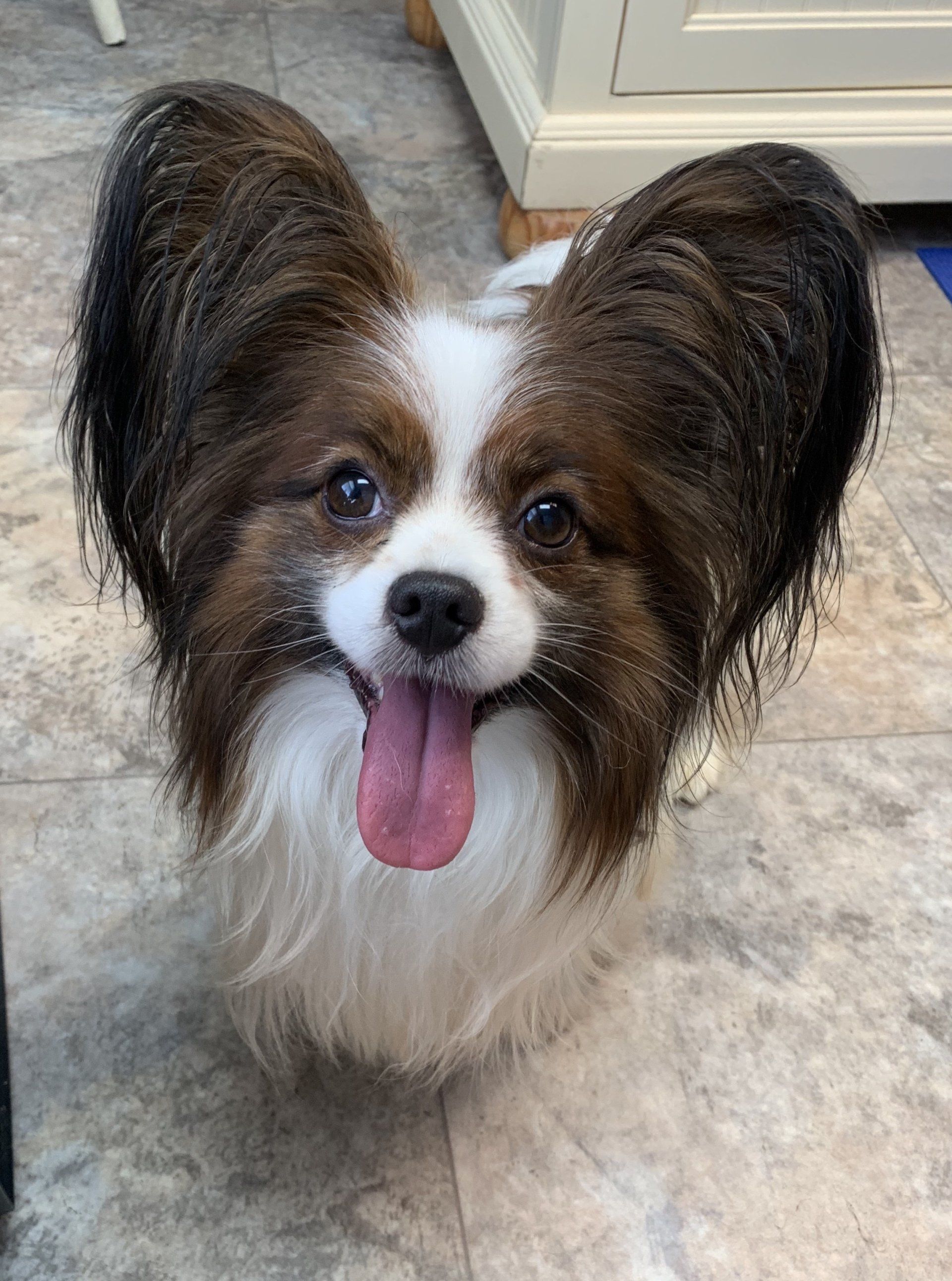 Happy Papillon dog with large, fringed ears, brown and white markings, pink tongue, and a smiling expression.