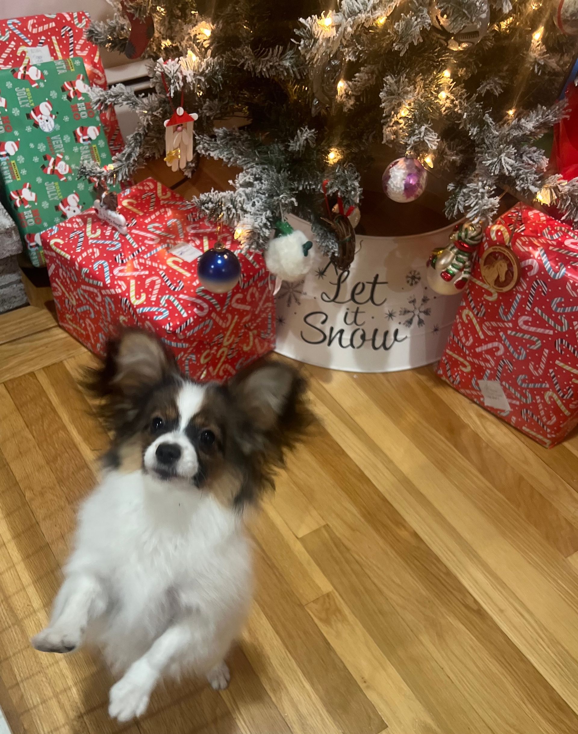 Small dog stands in front of Christmas tree with presents; dog has long ears and is looking up.