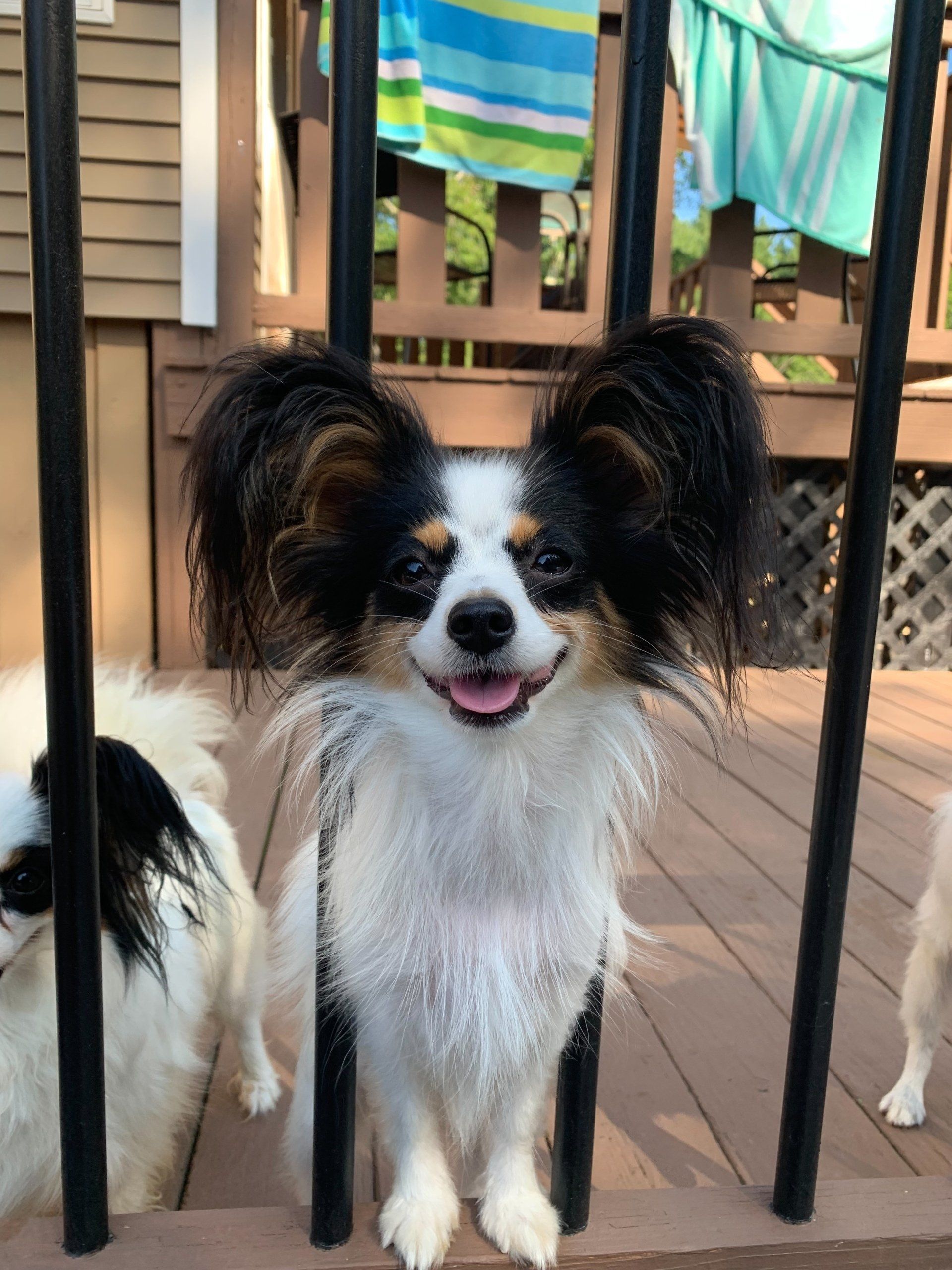 Smiling Papillon dog peering through deck railing, with two other small dogs nearby.