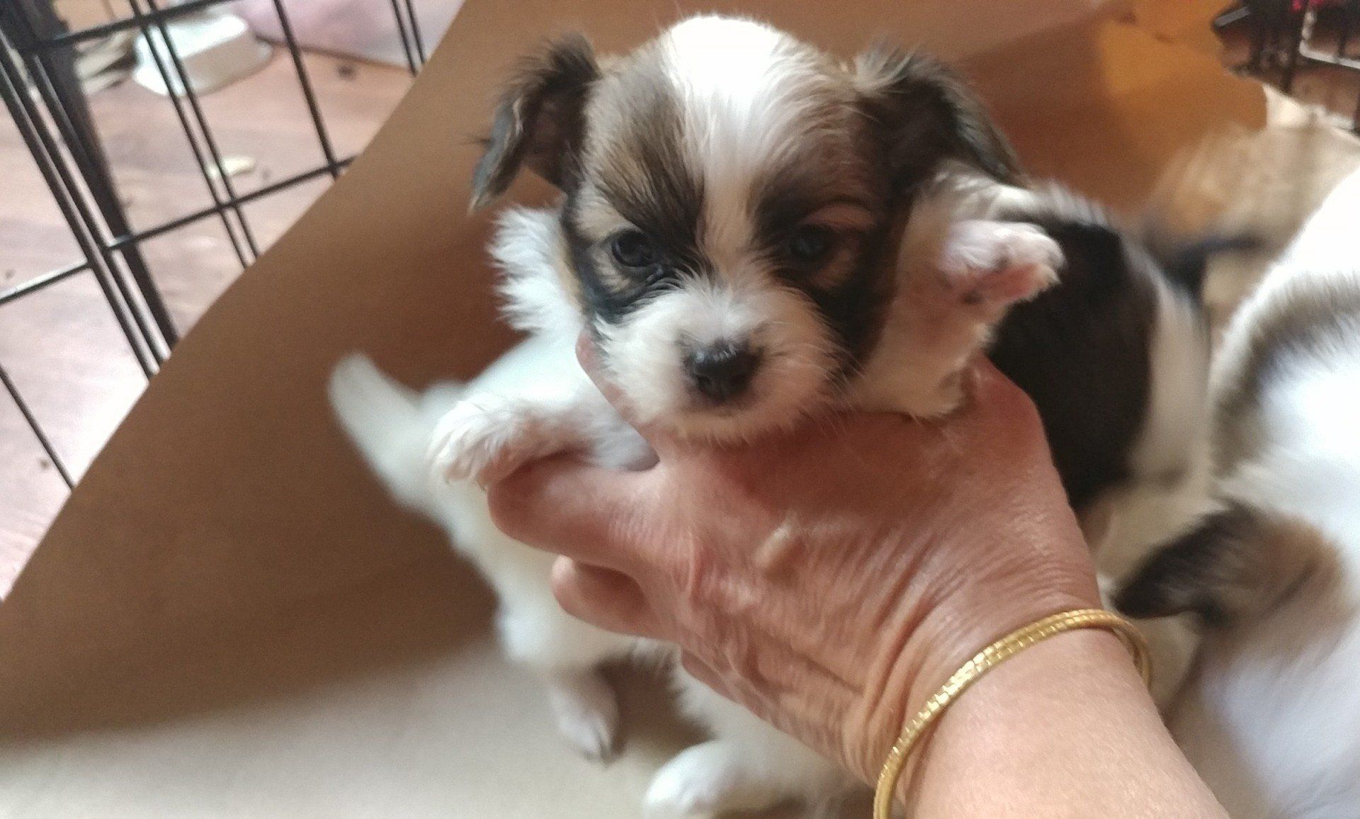 A person holds a small, fluffy puppy with black and white fur. The puppy has a sweet expression and looks toward the camera.