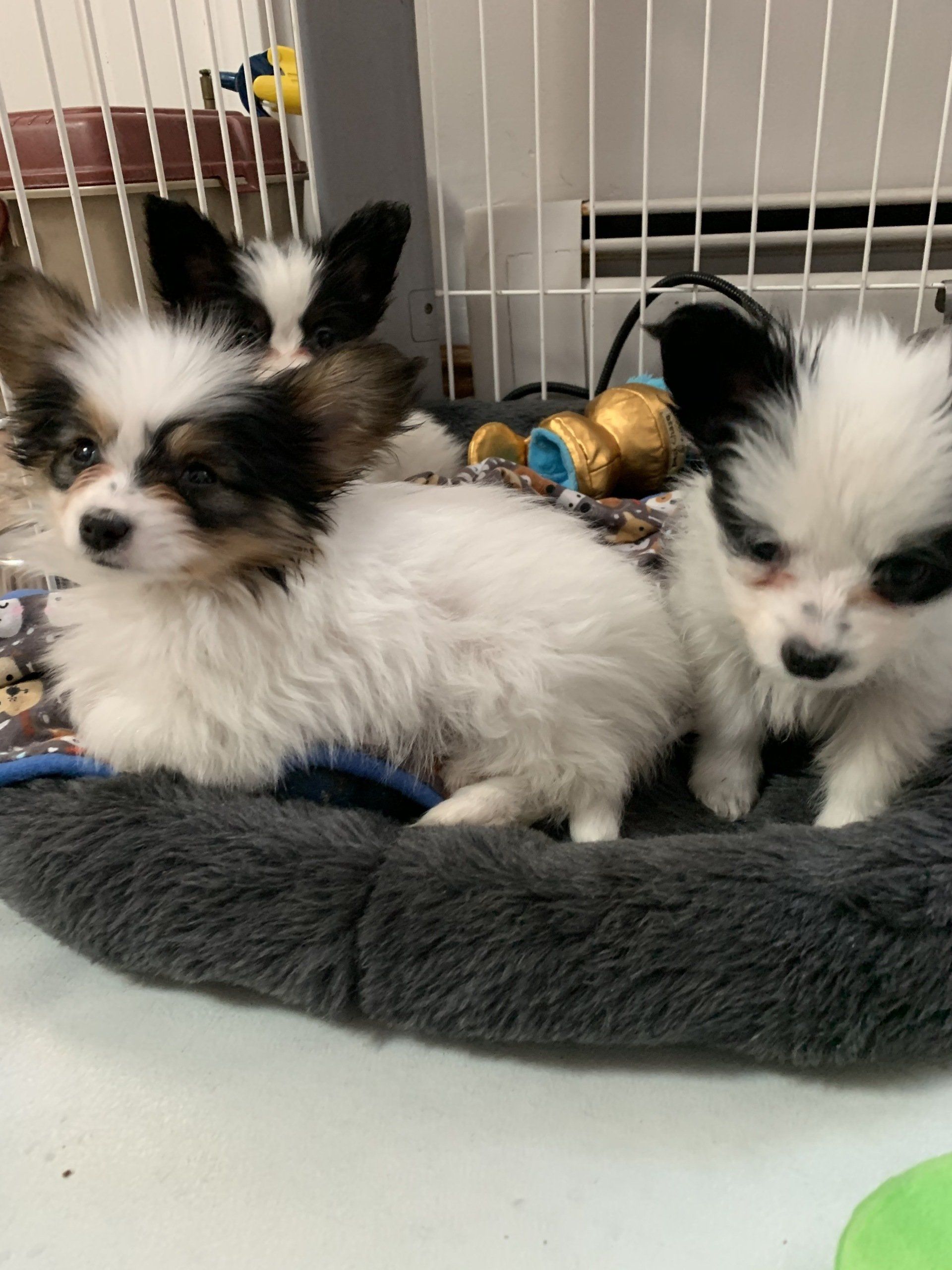 Three Papillon puppies with white and black markings, one in focus, sitting in a gray bed within a kennel.