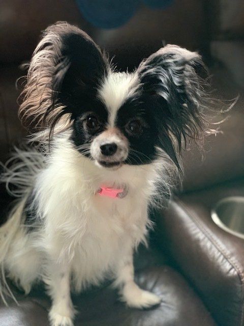 Papillon dog with black and white markings, wearing a pink collar, sitting on a brown couch.