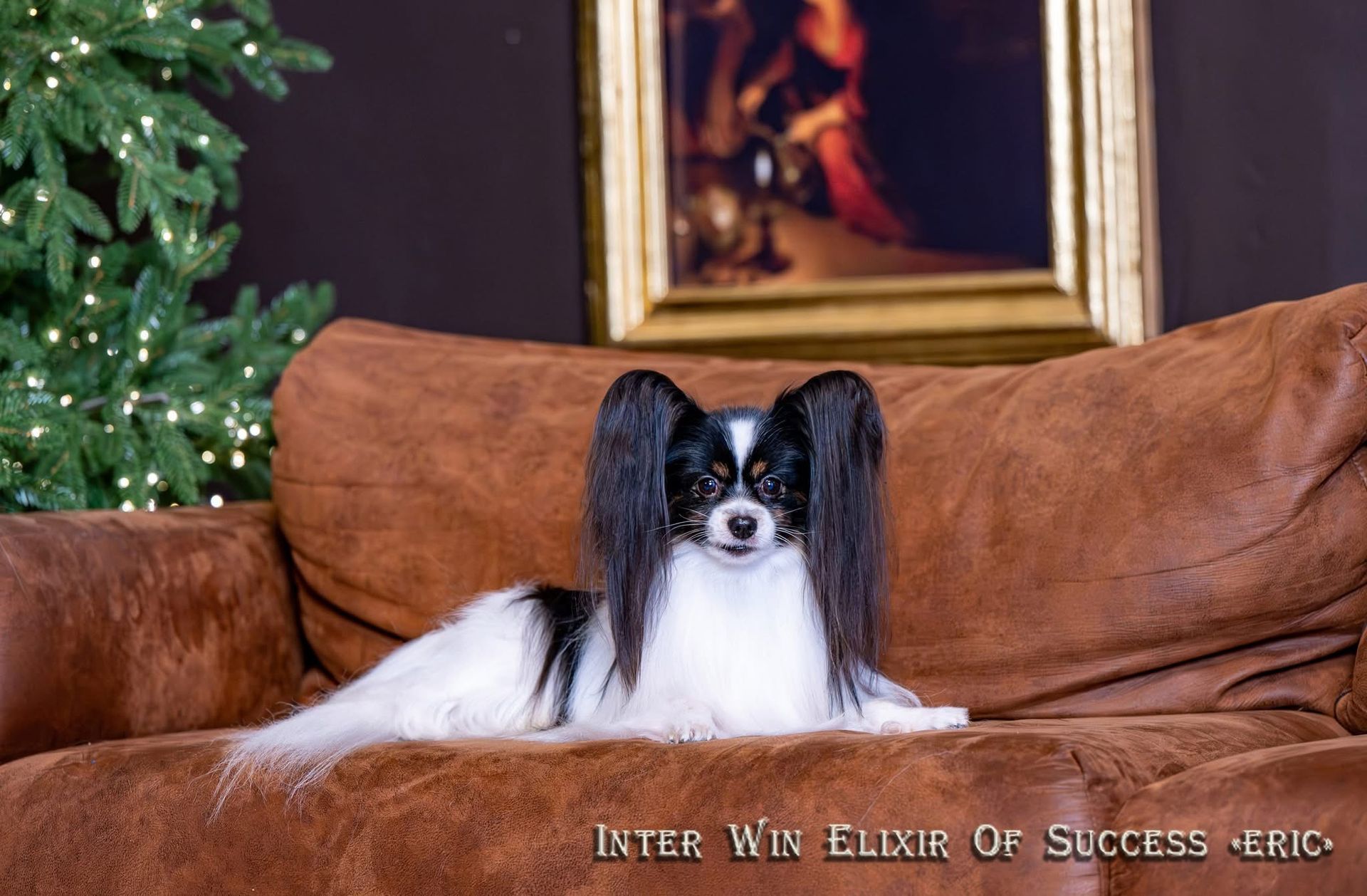 Black and white Papillon dog on a brown couch, with a painting in the background.