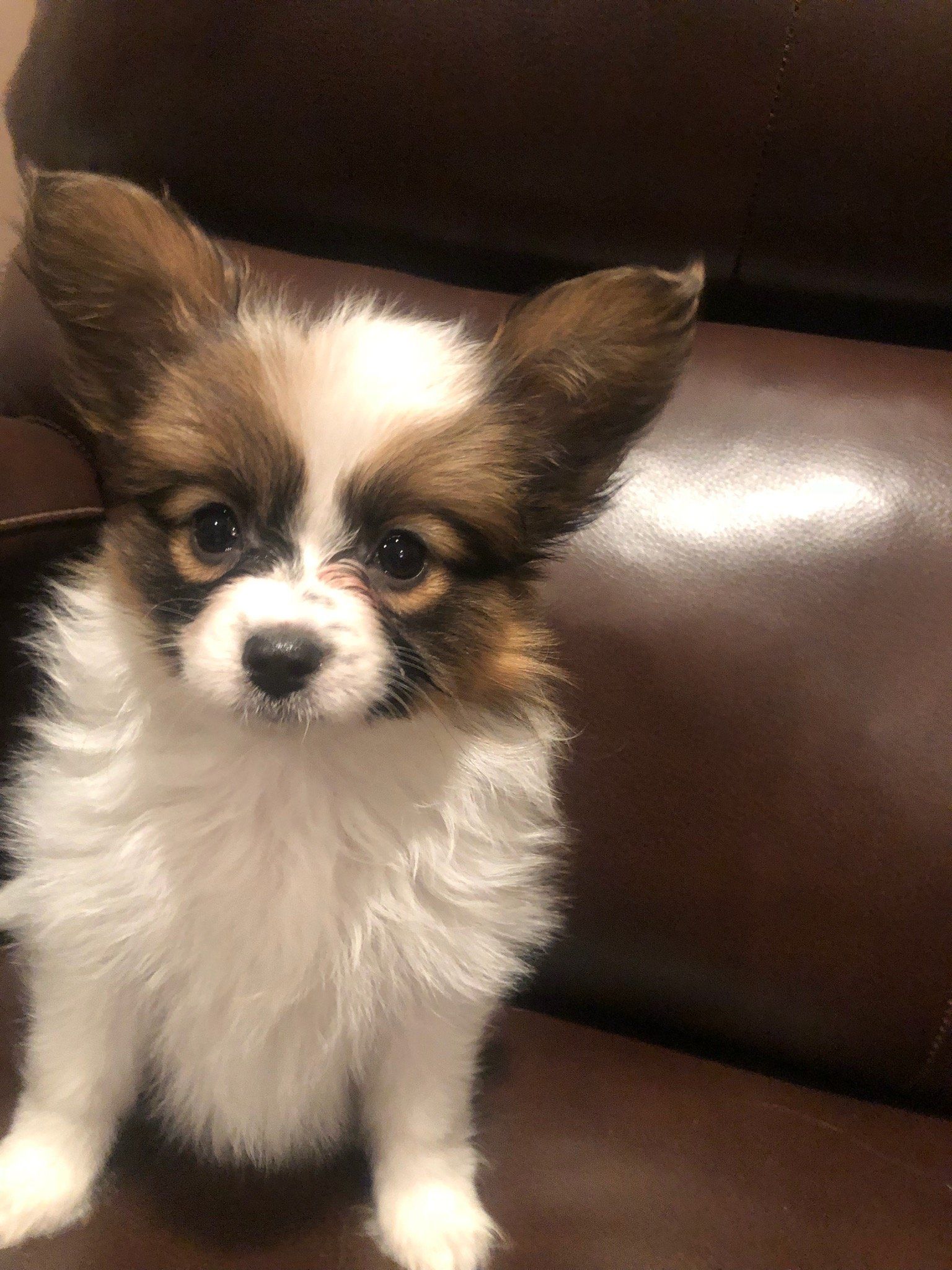 Papillon puppy